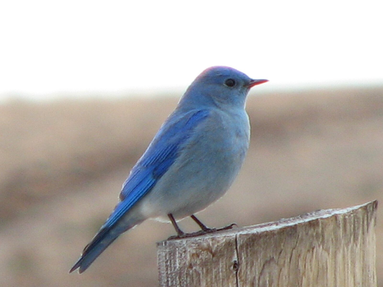 Mountain Bluebird
