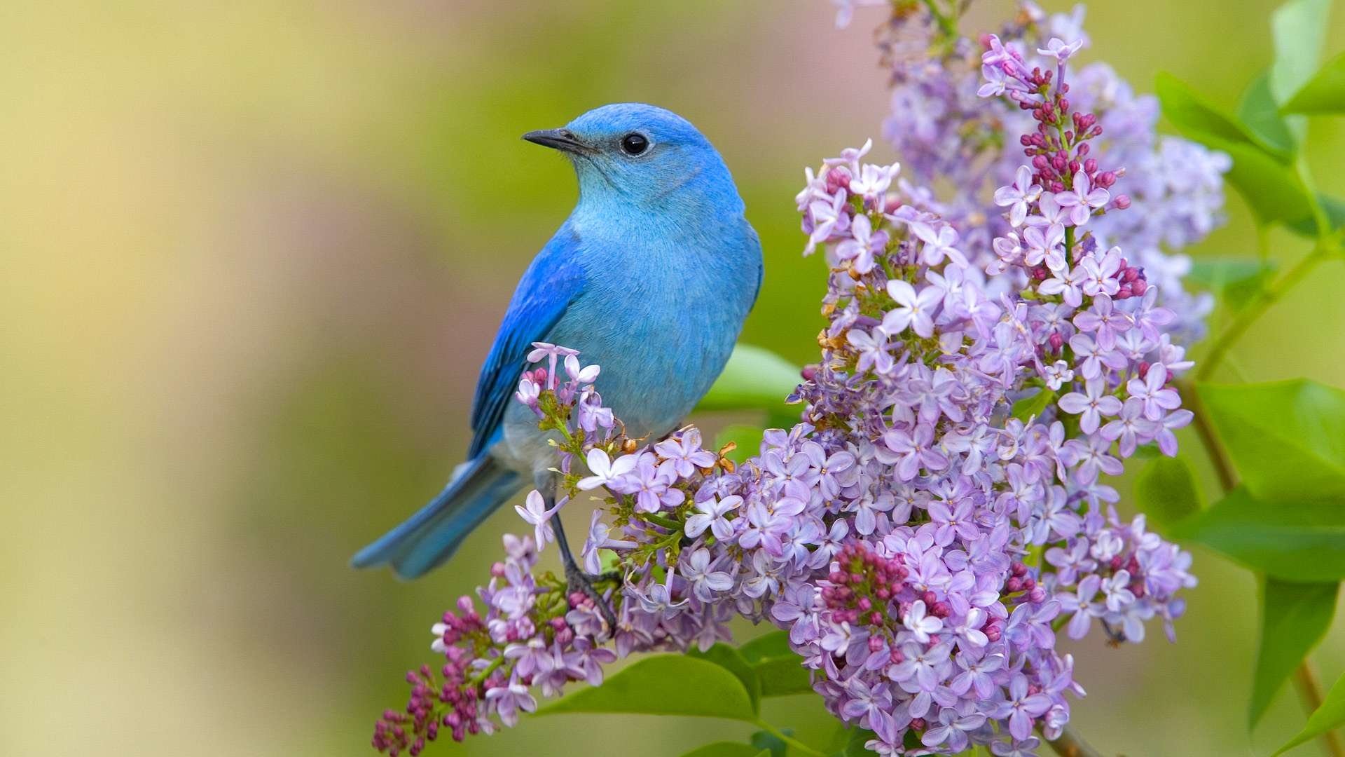 Mountain Bluebird HD Wallpaper and Background Image
