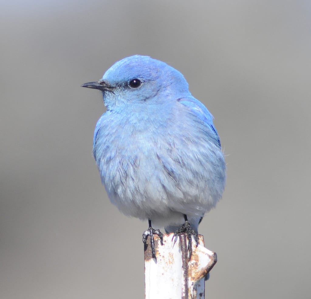 Mountain Blue Birds