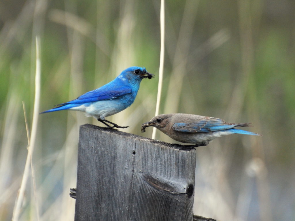 Bird Lore: Mountain Bluebird Edmonds News