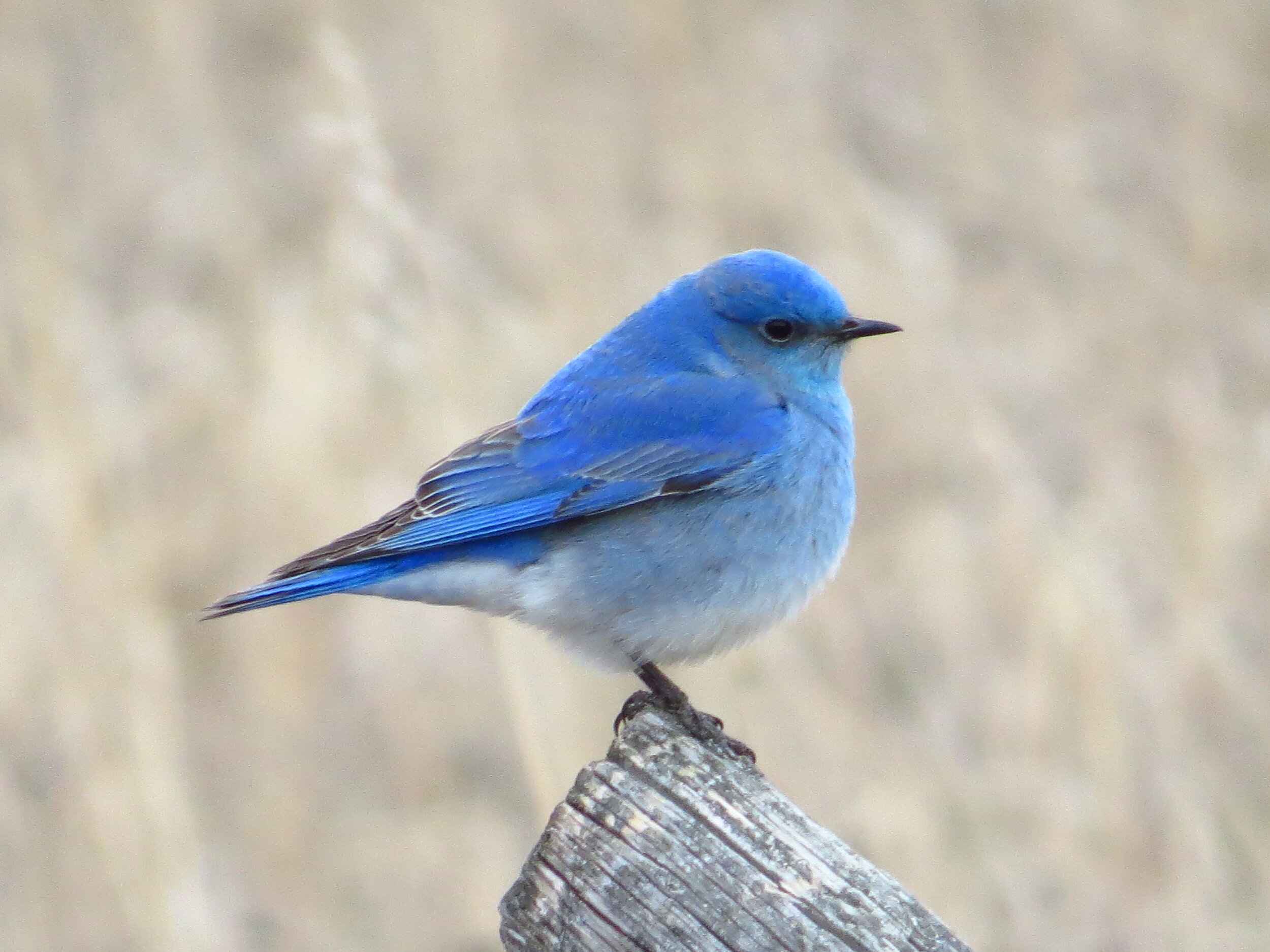 Mountain Bluebird