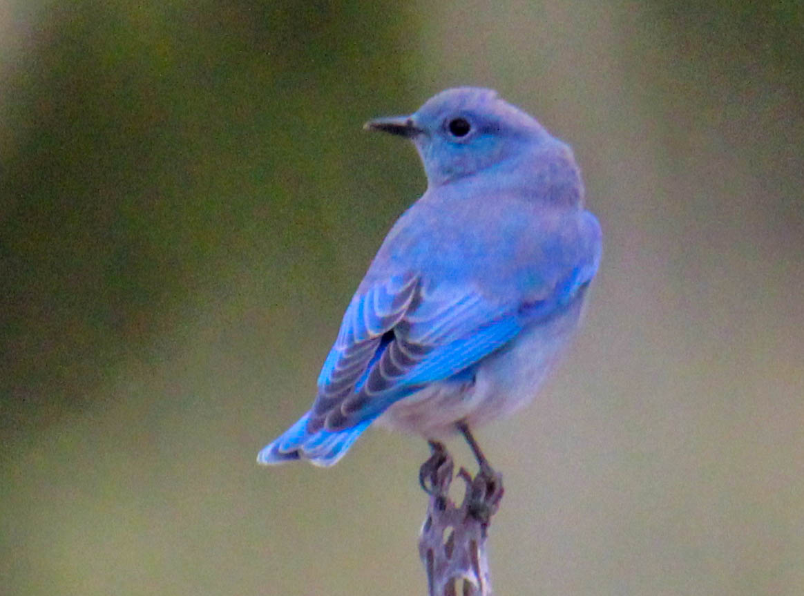 Cannundrums: Mountain Bluebird