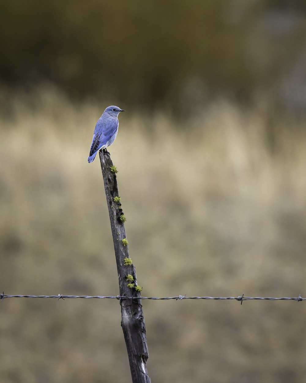 Bluebird Picture. Download Free Image