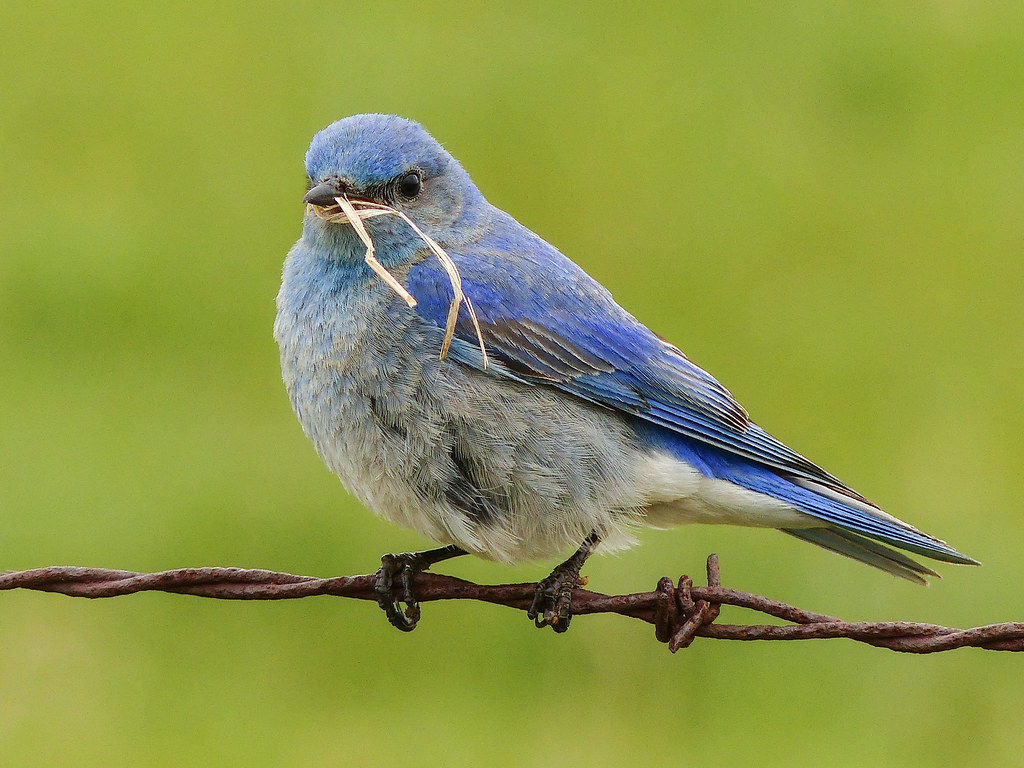 Mountain Bluebird Wallpapers - Wallpaper Cave
