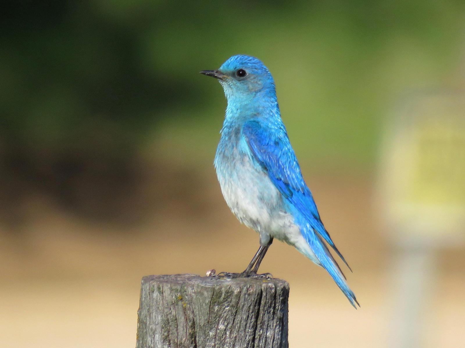 BirdsEye Photography: Review Photo