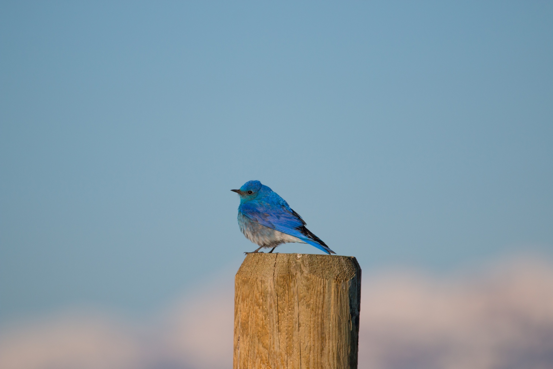 Bluebird Free Domain Picture