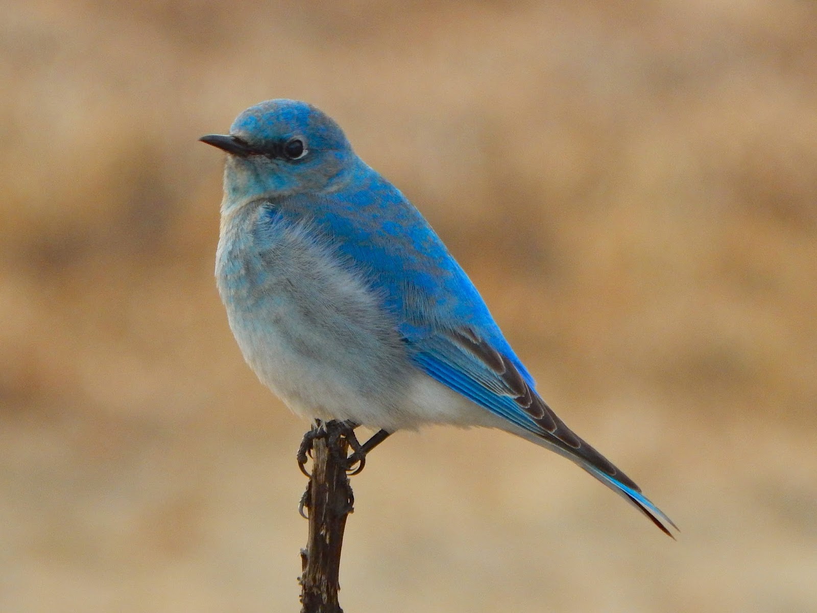 Bluebirds, Temperament and Fire