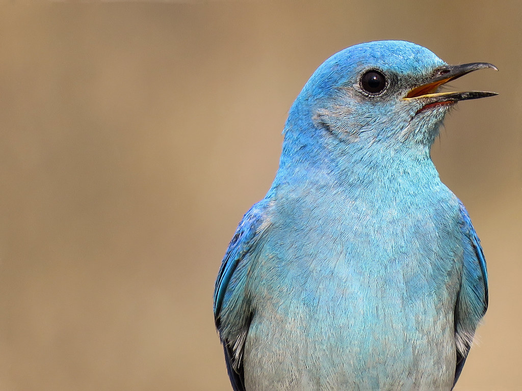 Mountain Bluebird male. With so little activity on Flickr a