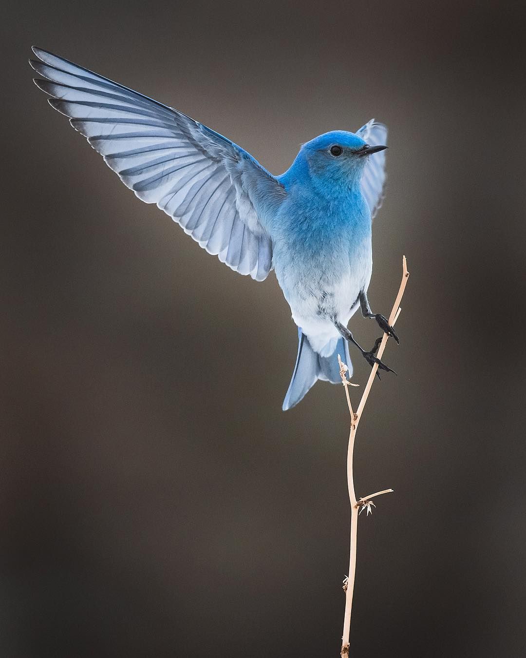 Mountain Bluebird showing of that beautiful blue wing! It's a sure sign that spring is here when the bluebirds start showi. Blue bird, Bird, Black and white birds