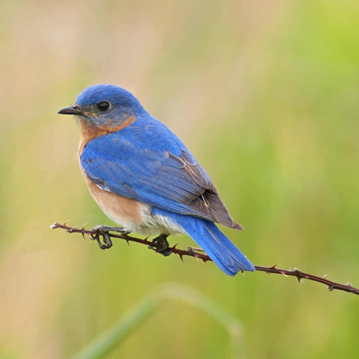 Bluebird Photo