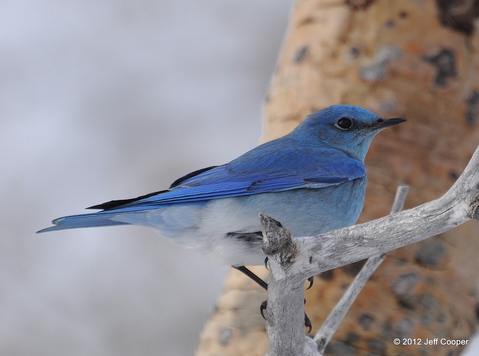 NeoVista Birds and Wildlife: Have You Been Challenged by a Bluebird?