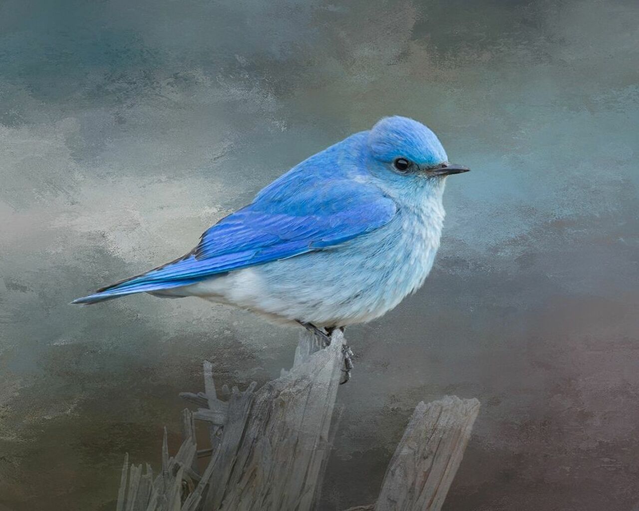 Mountain Bluebird Poster Print by Larry McFerrin # VARPDXLF1024