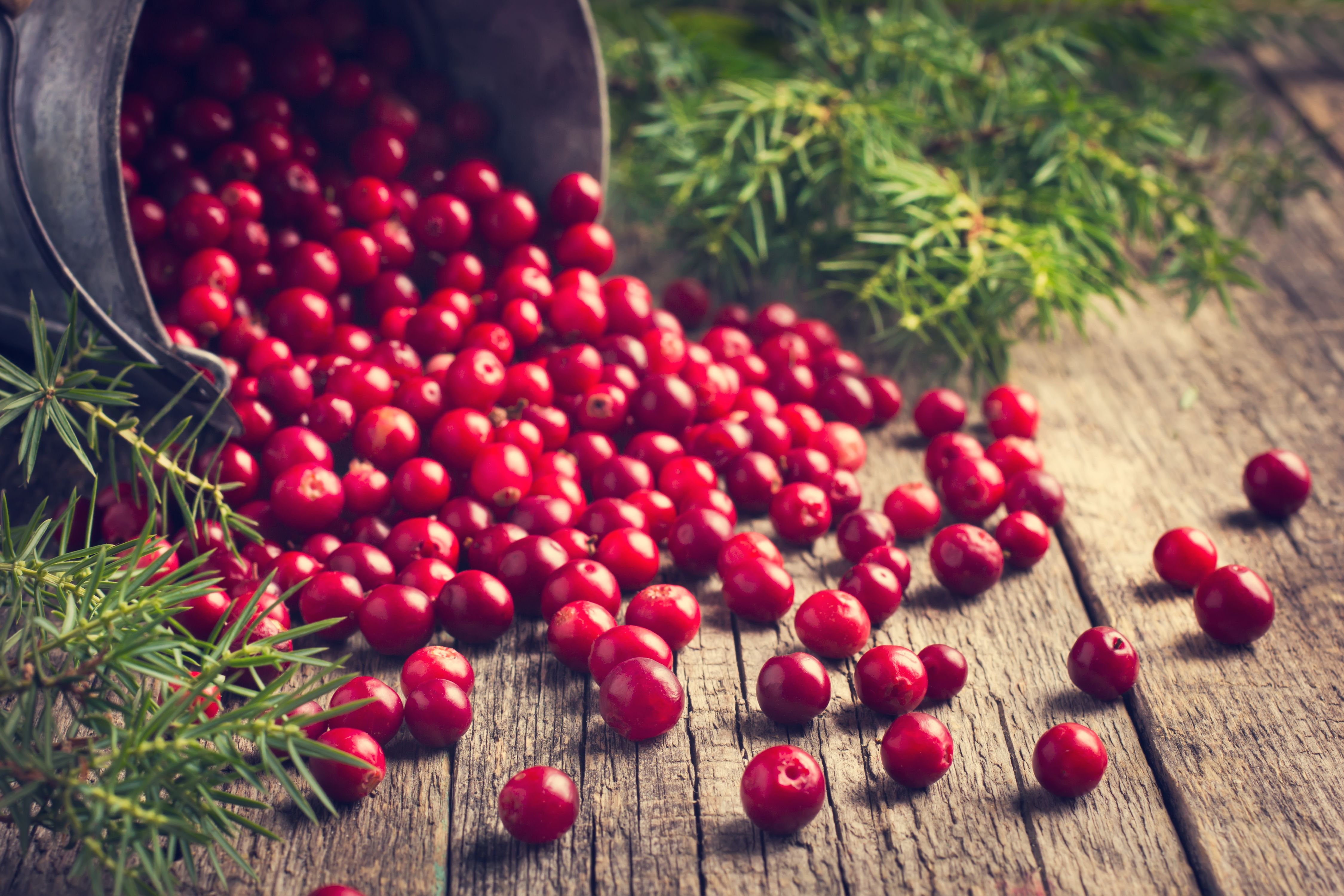 Cranberry Winter Wallpapers - Wallpaper Cave