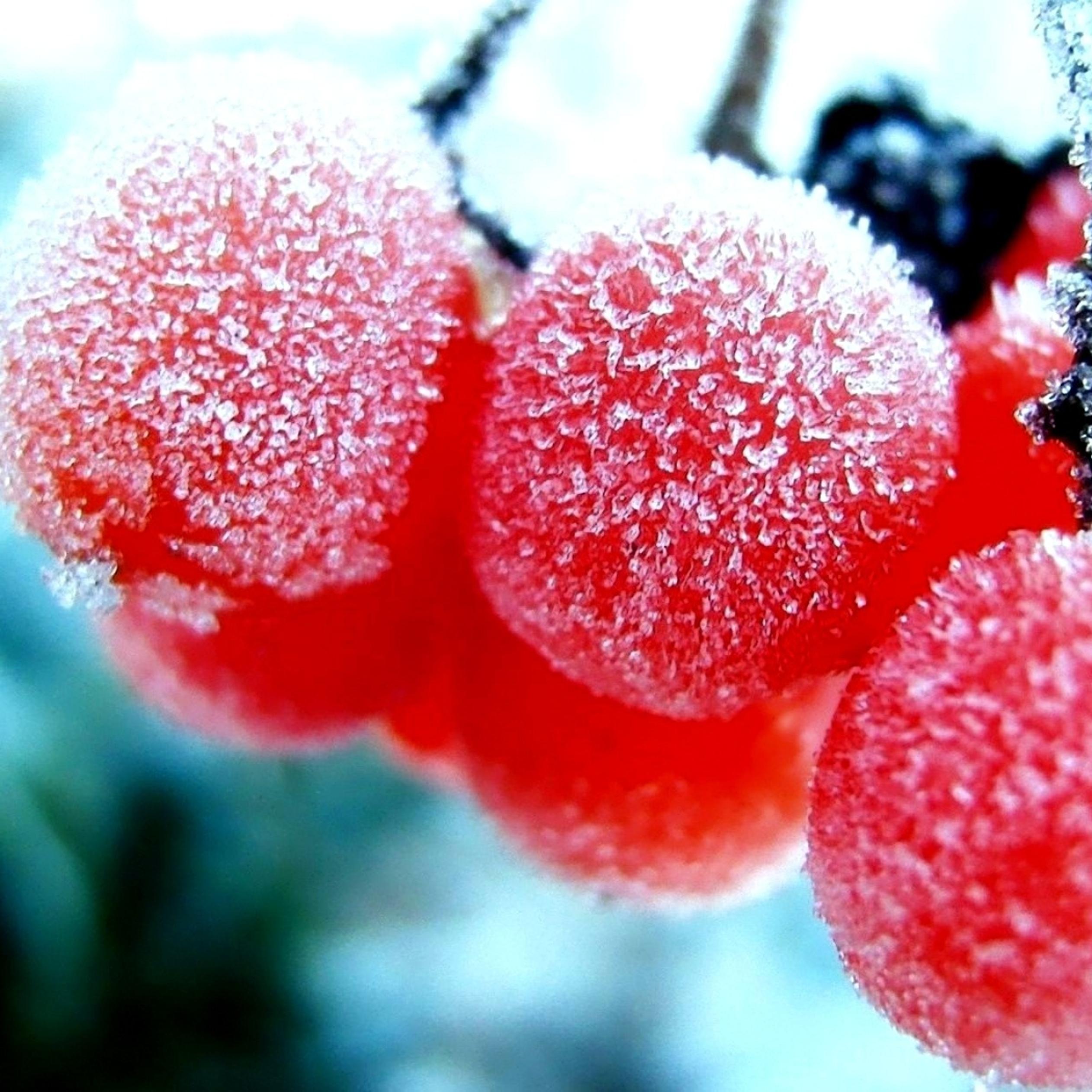 3D red frozen cranberries fruits in winter time