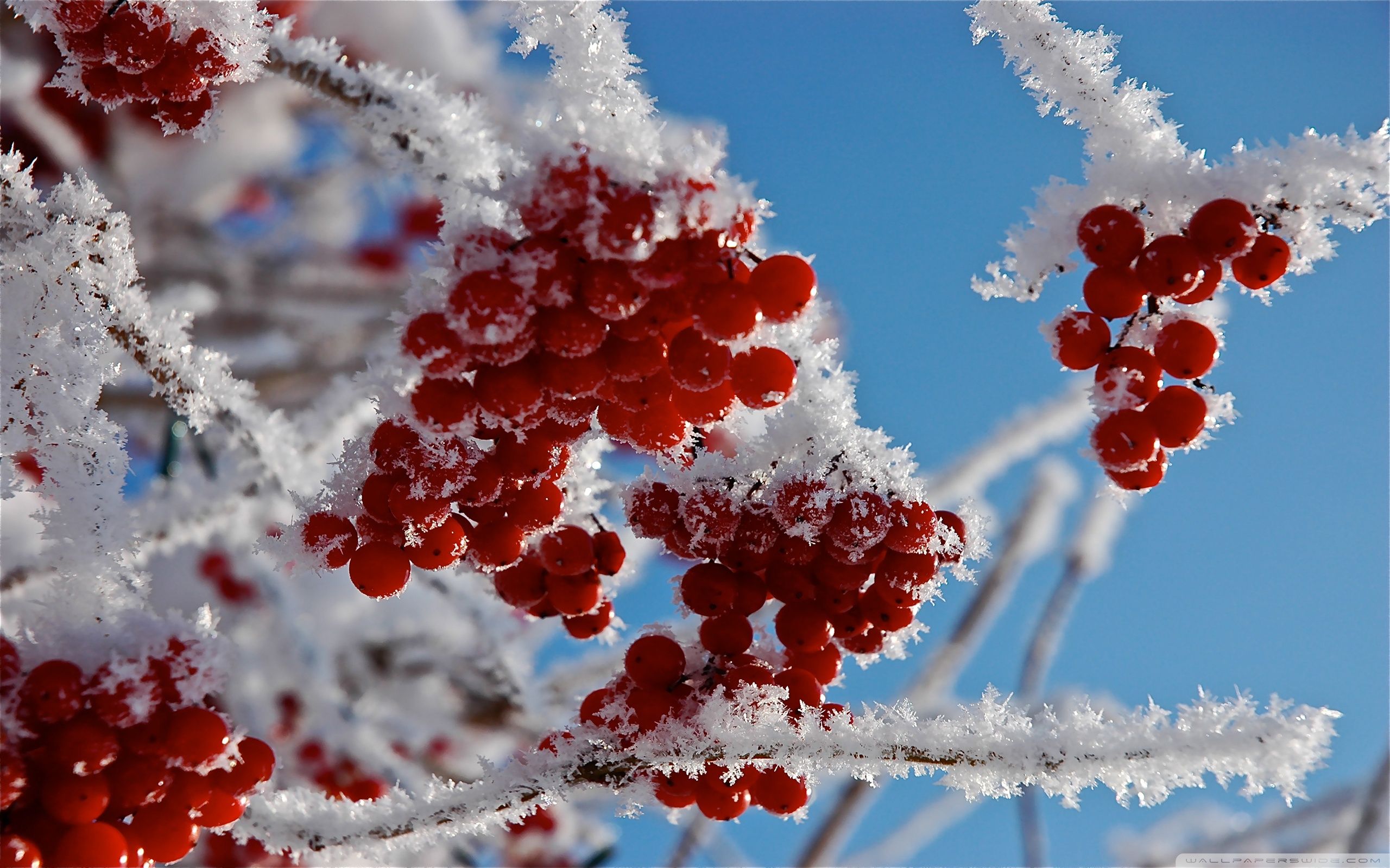 Cranberry Winter Wallpapers - Wallpaper Cave