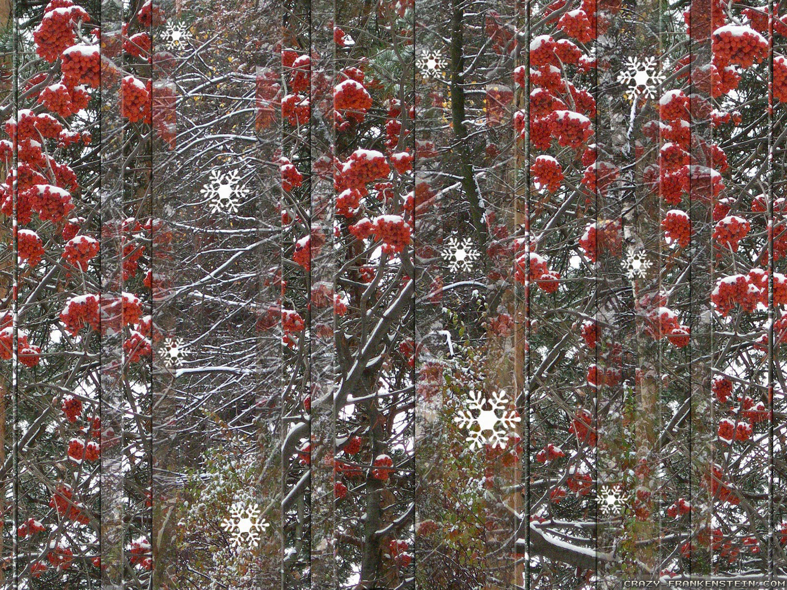 Cranberry Winter Wallpapers - Wallpaper Cave