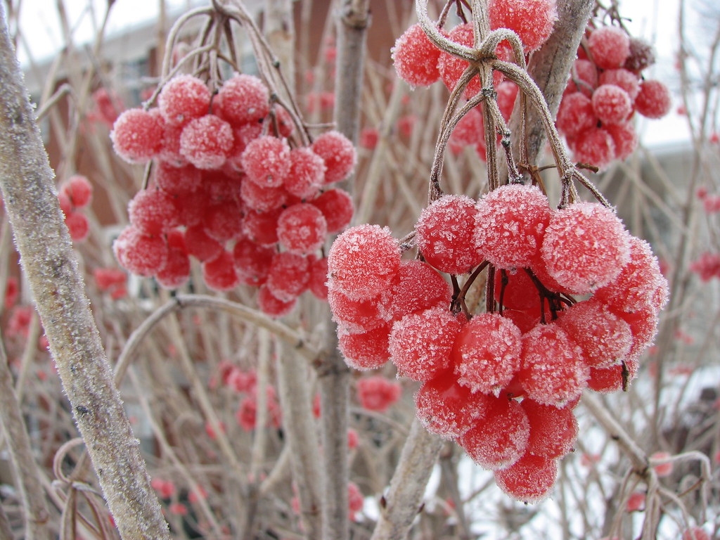 IMG_. Highbush Cranberry, actually a Viburnum. See