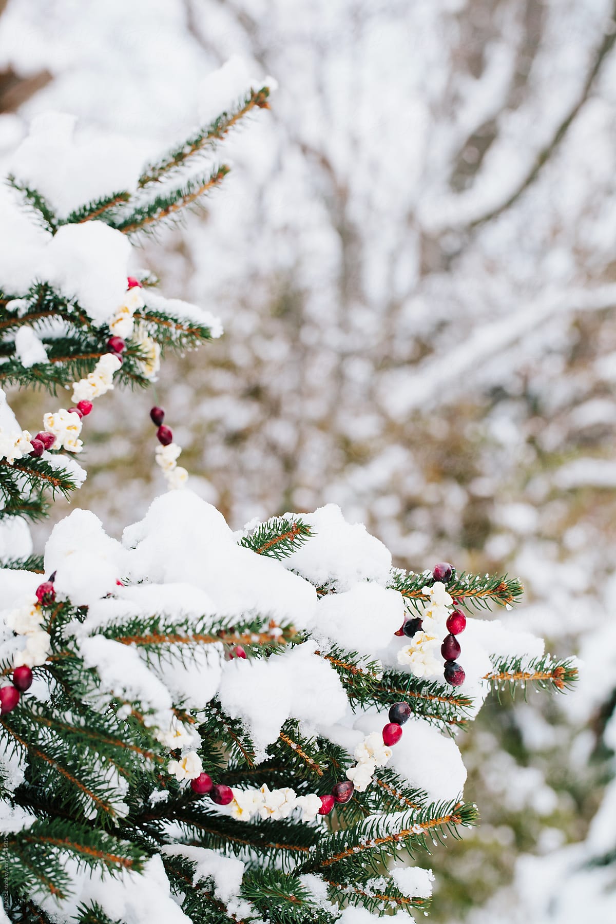 Snow Covered Fir Tree Decorated With Cranberry And Popcorn Garland