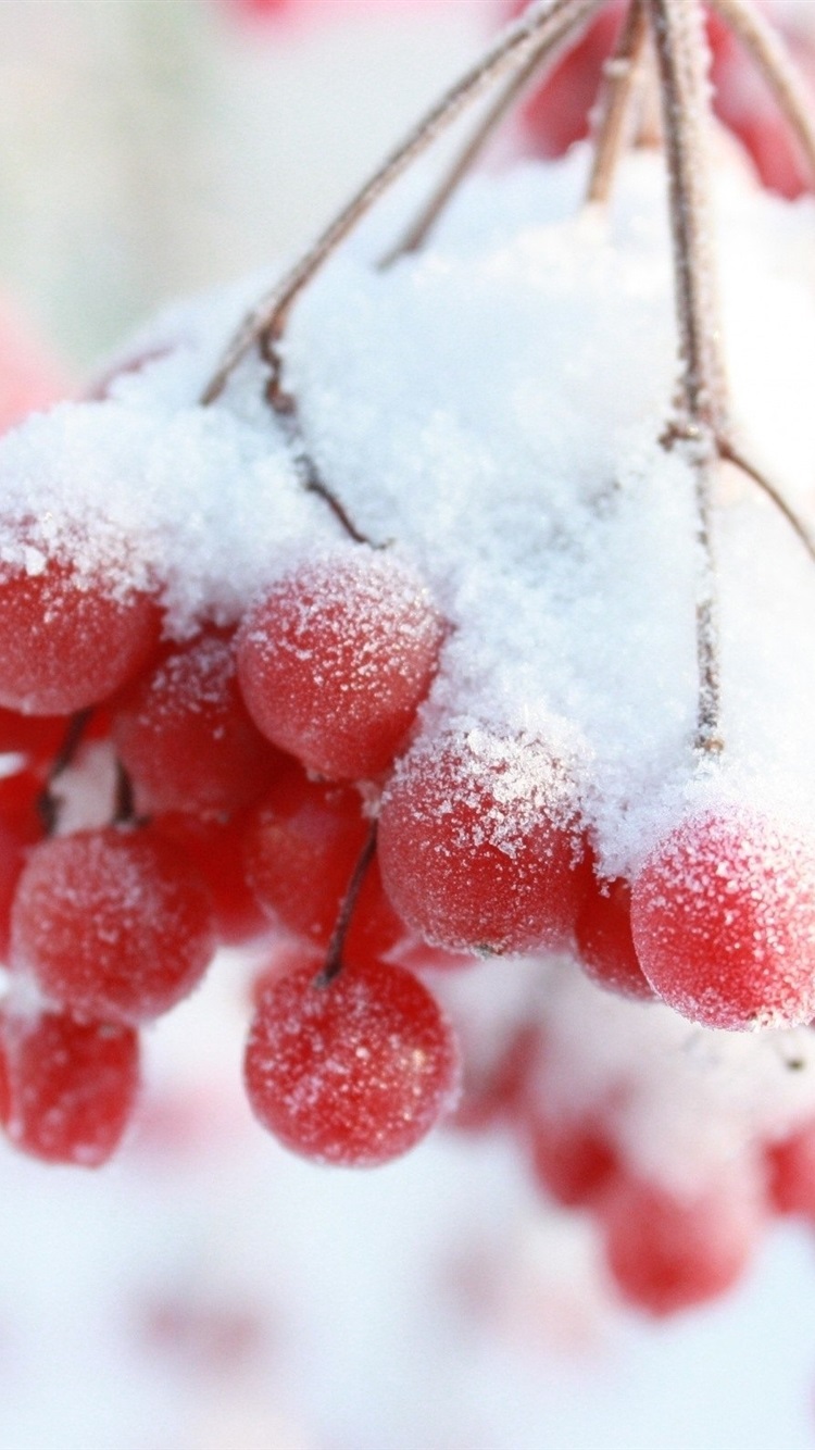 Wallpaper Winter, snow, red berries, twigs 2560x1600 HD Picture, Image