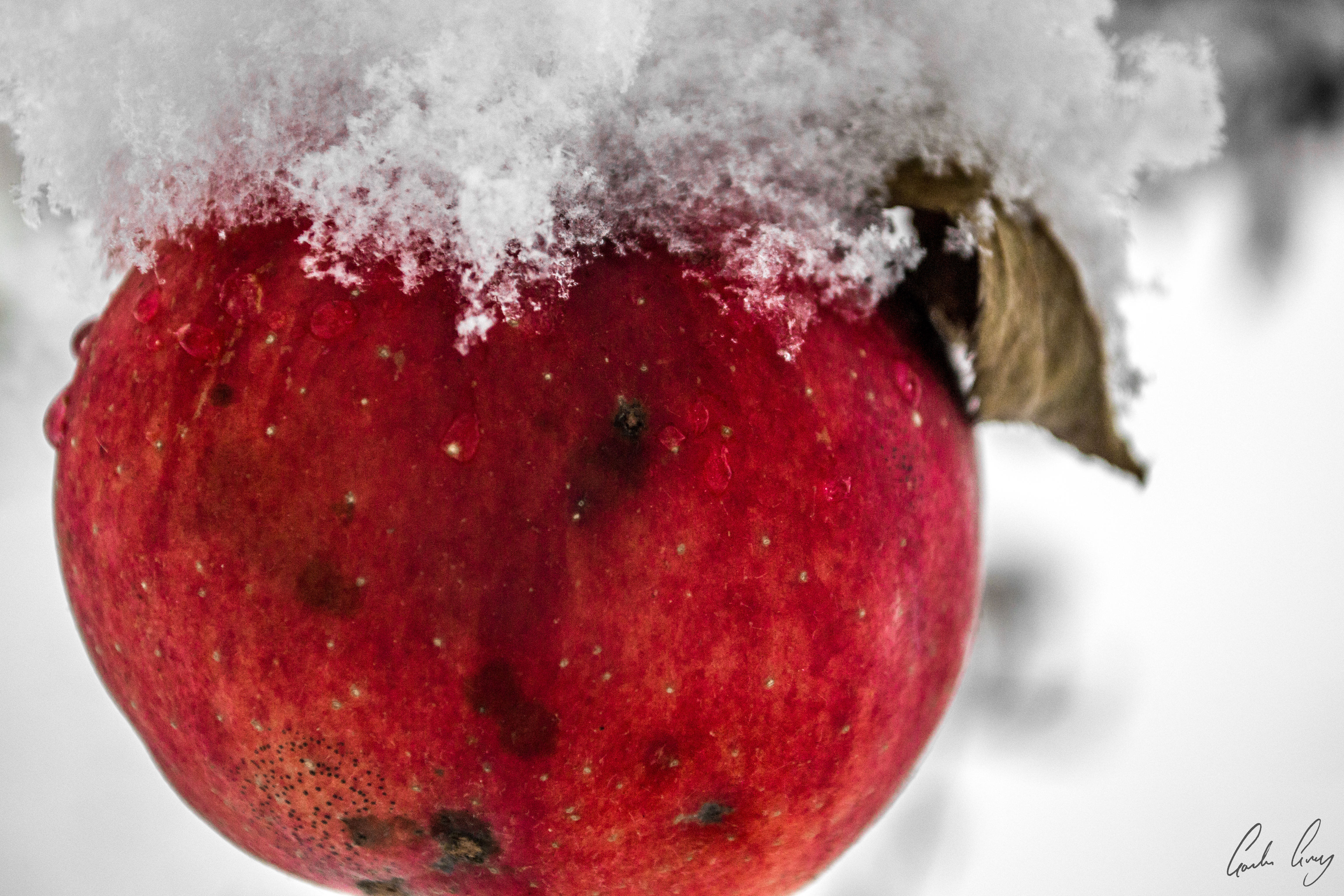 Wallpaper, food, red, snow, winter, closeup, fruit, ice, cold, bright, color, tree, apple, autumn, season, snowy, colour, colourful, frosty, produce, close up, macro photography, still life photography, cranberry, flavour, pomegranate juice