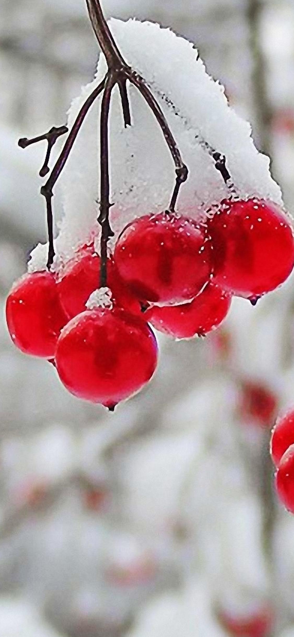 Frozen cranberries winter time