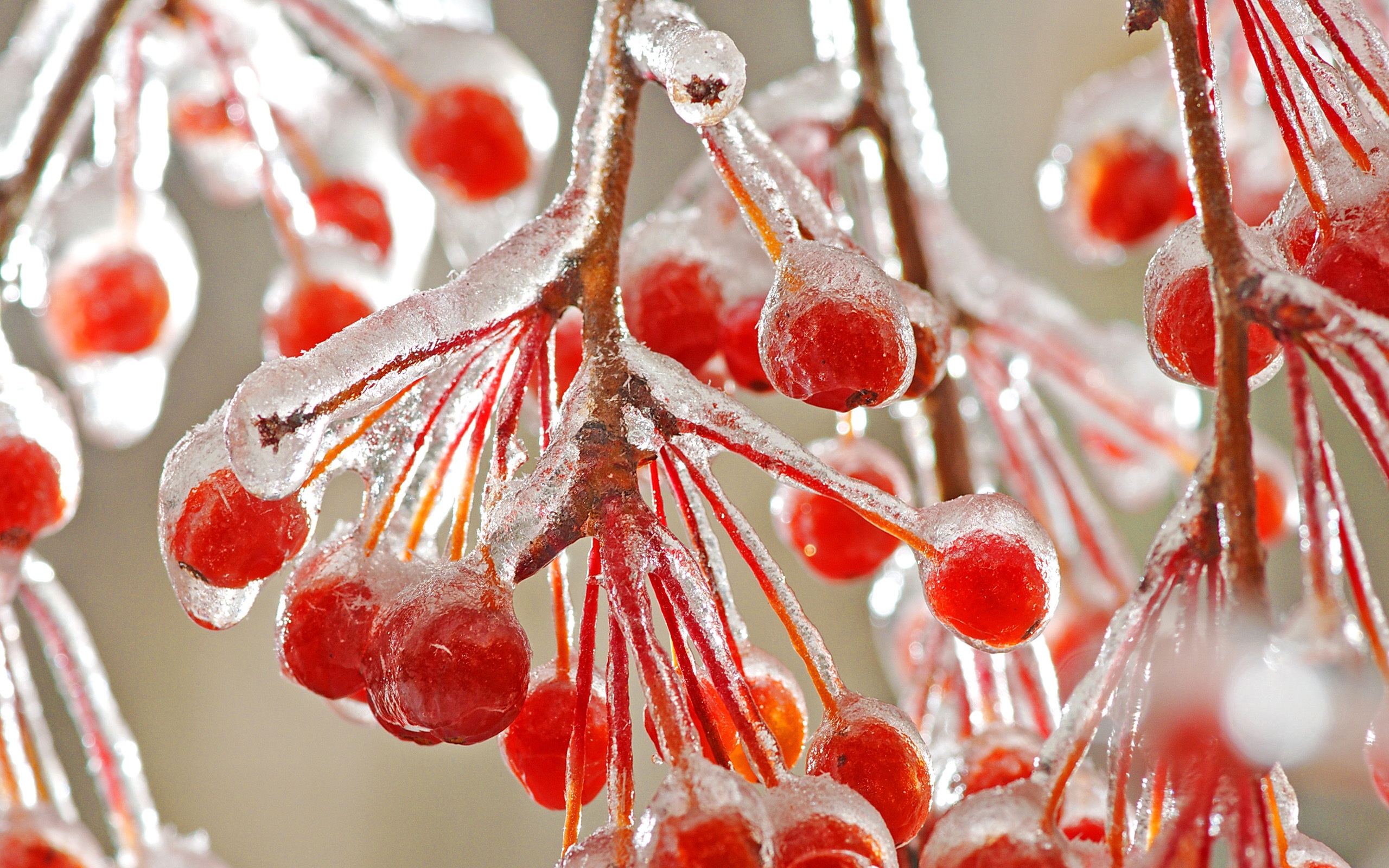 Wallpaper Red berries ice cold winter 2560x1600 HD Picture, Image
