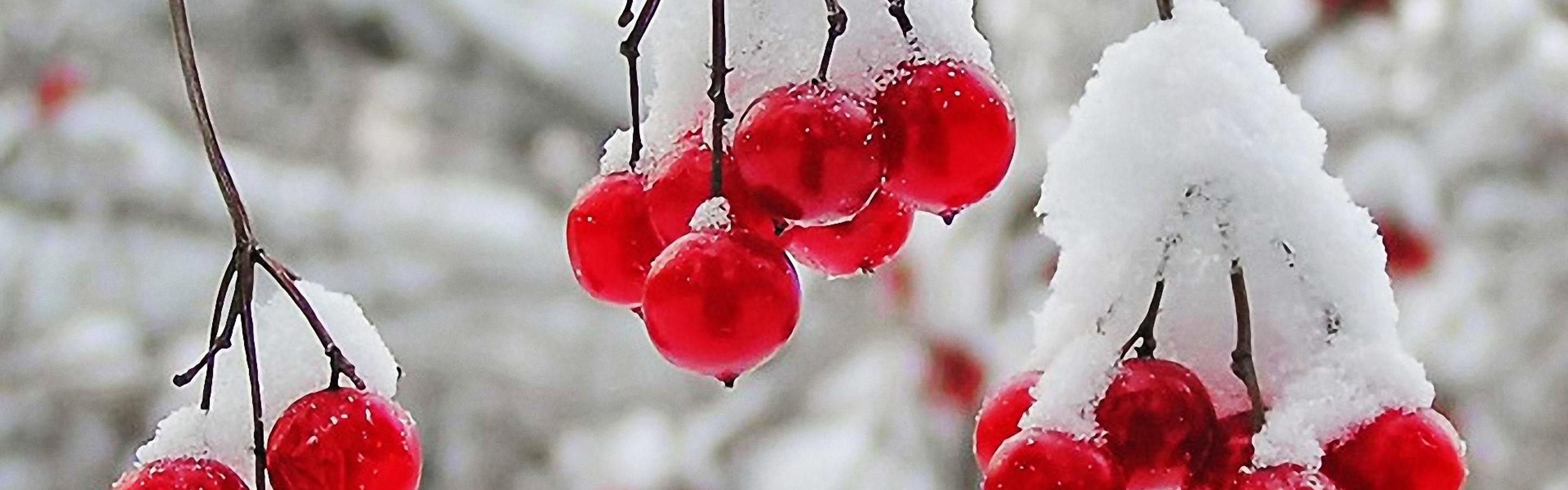 Frozen cranberries winter time