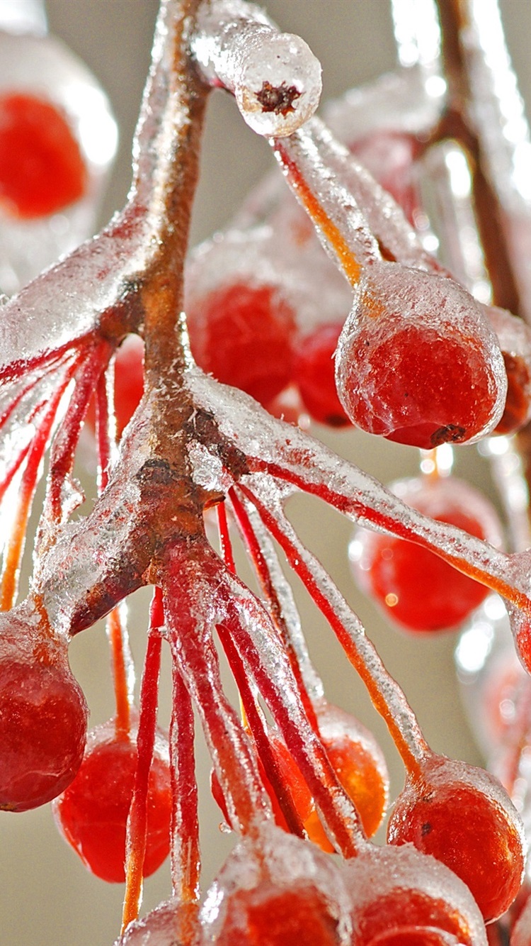 Red Berries Ice Cold Winter 750x1334 IPhone 8 7 6 6S Wallpaper, Background, Picture, Image