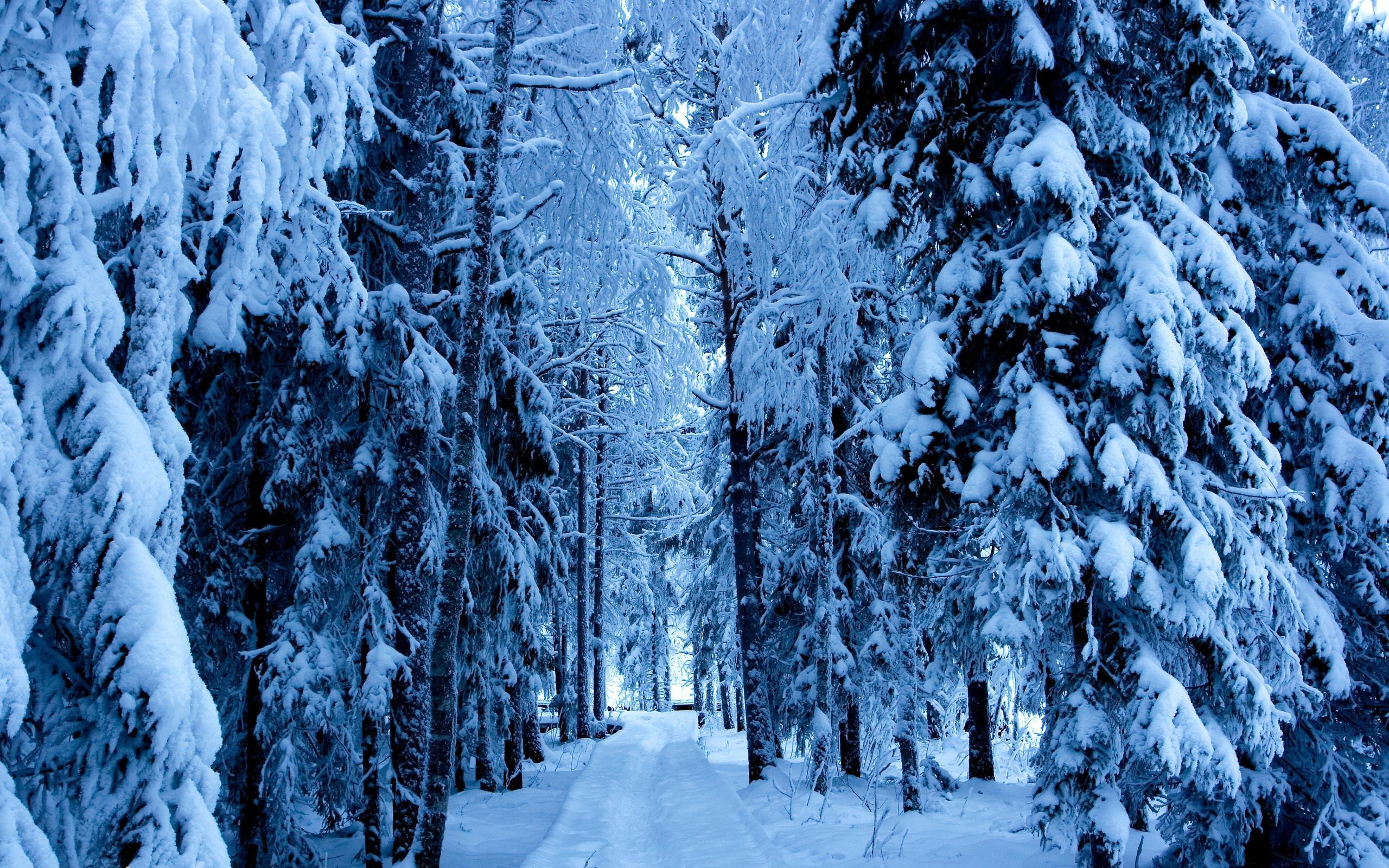 Winter Forest