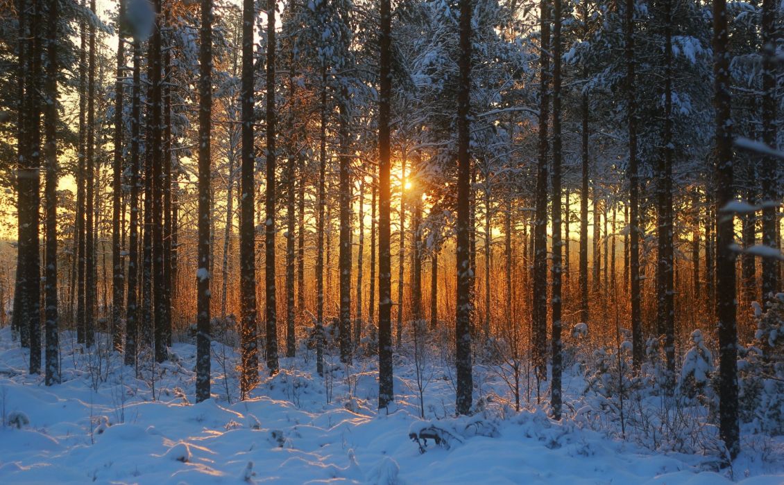 Sunset winter forest landscape wallpaperx2446