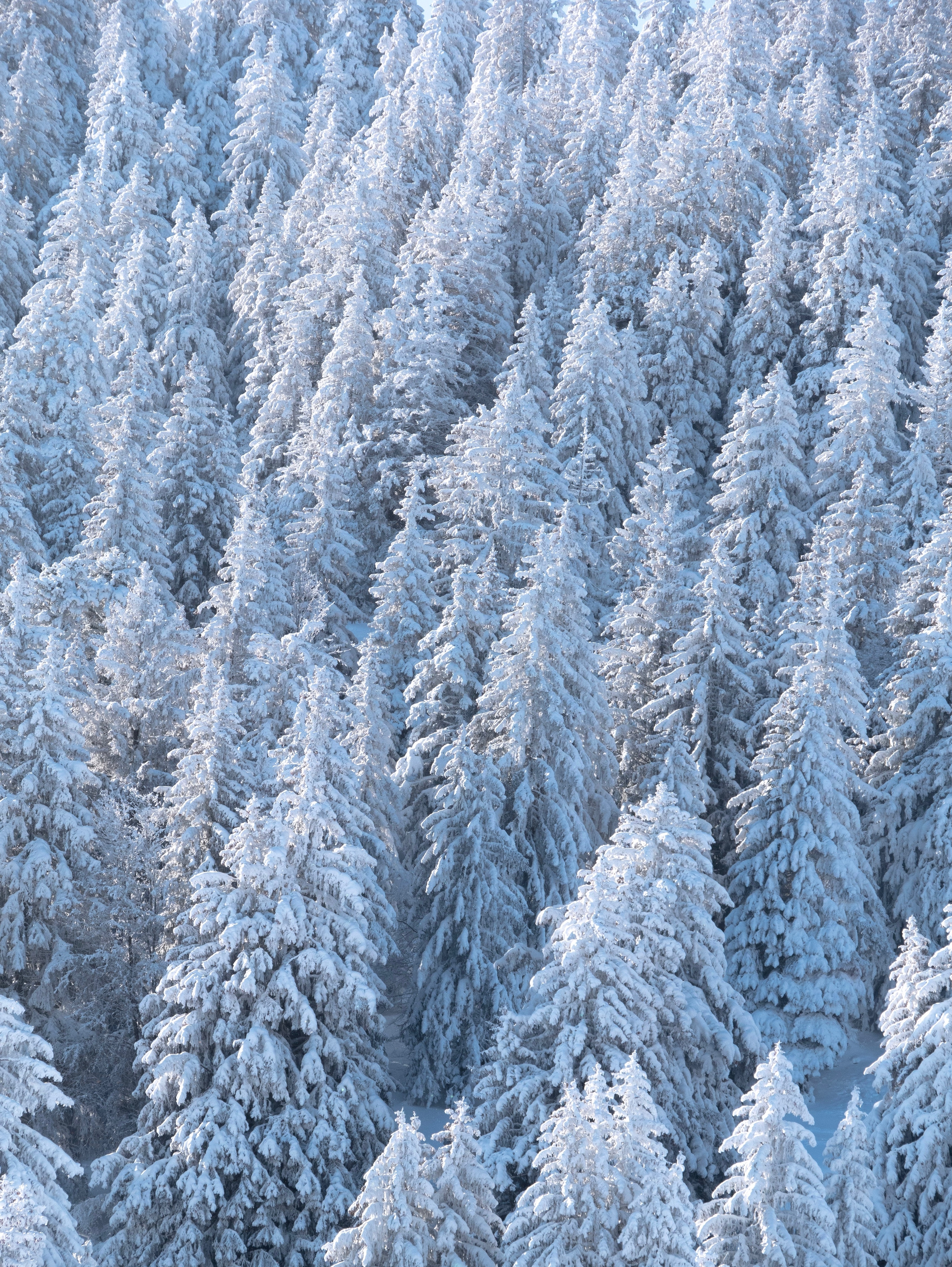 Wallpaper Frost, Spruces, Forest, Snow, Winter, Scenery:3448x4592