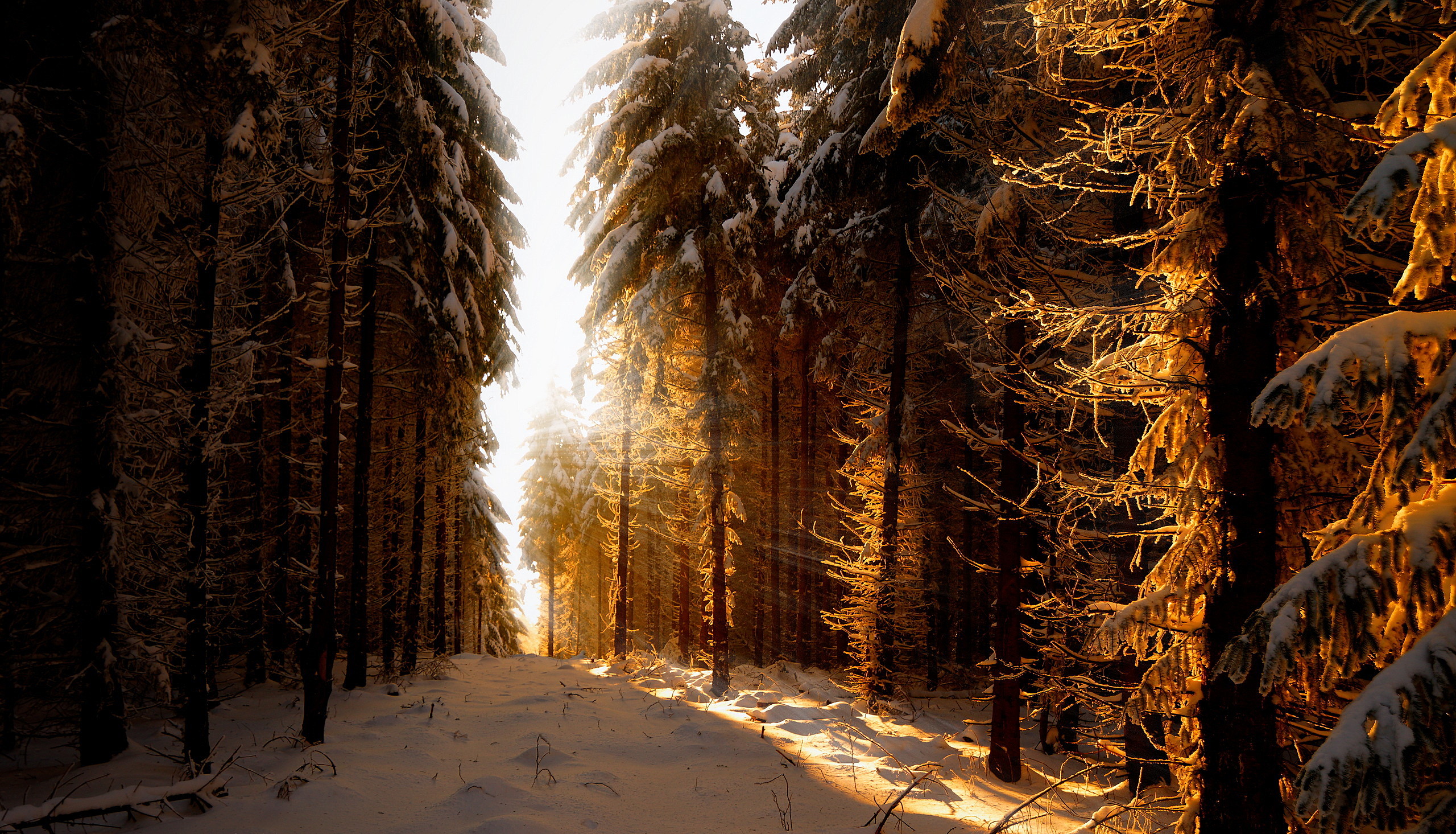 Sunrise in the winter forest. Wide background beautiful scenery for a tablet. Winter