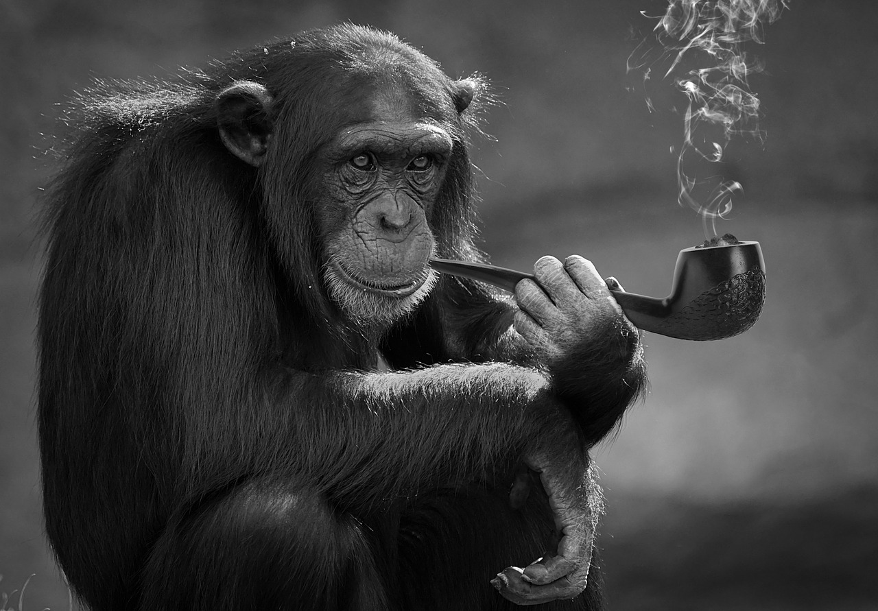 Smoking Monkey Primate