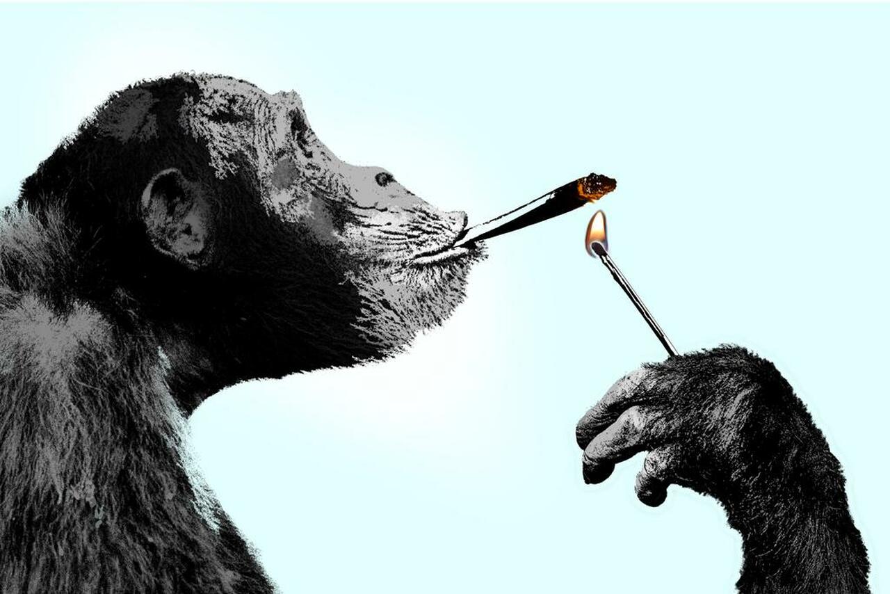 Картина с курящей обезьяны