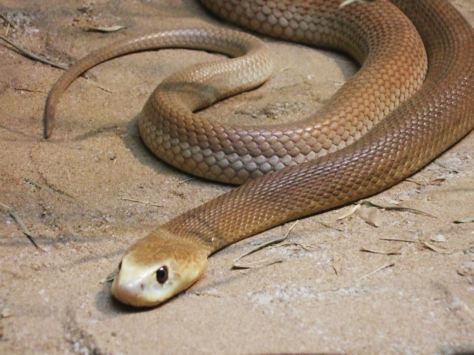 Taipan HD Wallpaper and Background Image