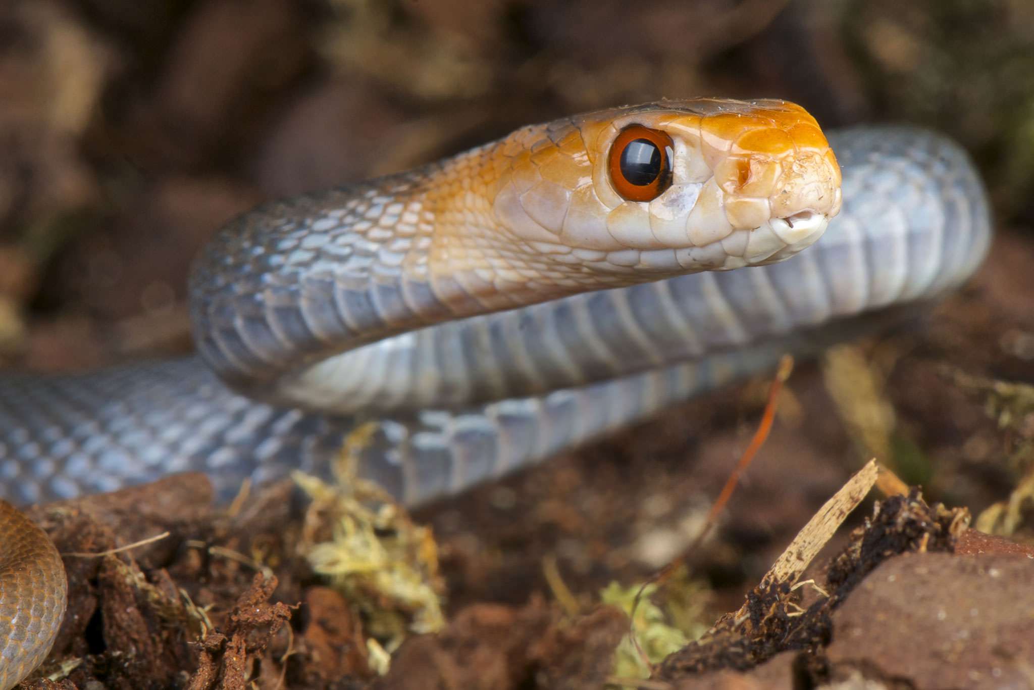 Inland Taipan Wallpapers - Wallpaper Cave