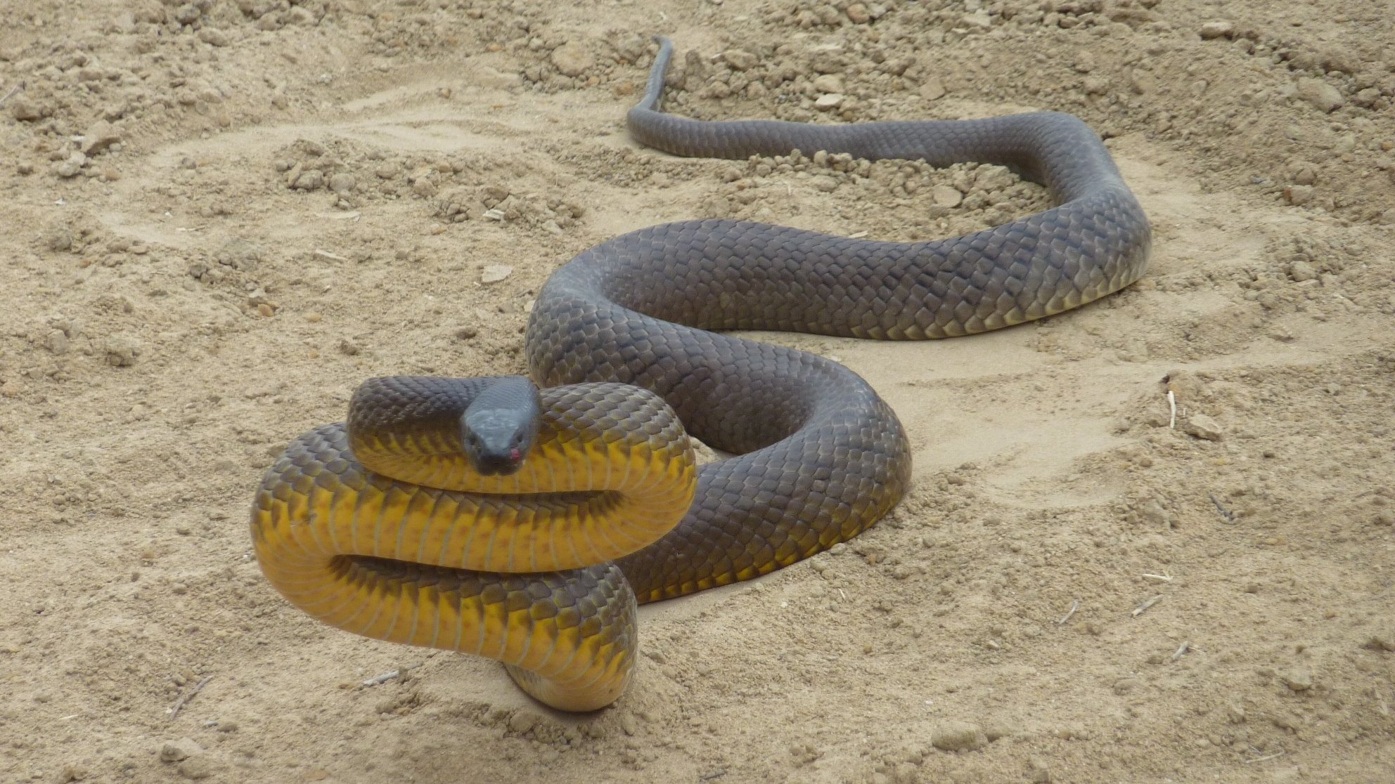 Inland Taipan Wallpapers - Wallpaper Cave