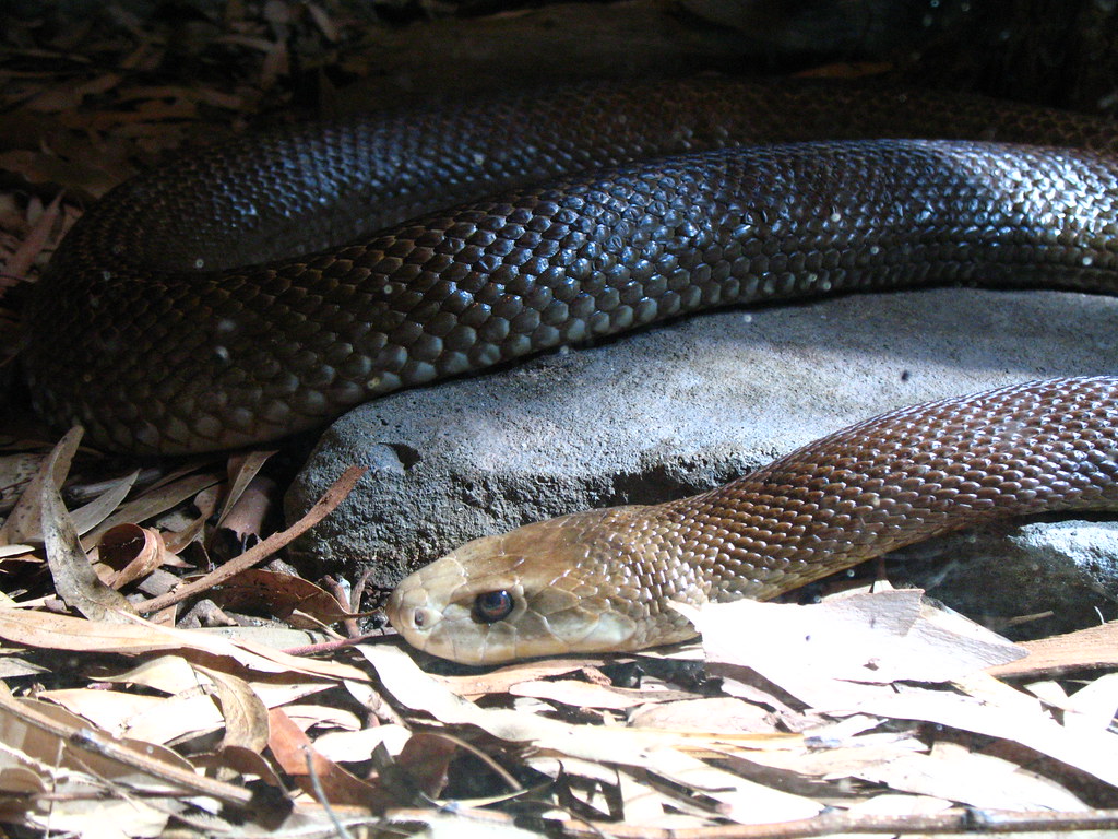 Taipan. This docile creature, dear friends, is a Coastal Ta