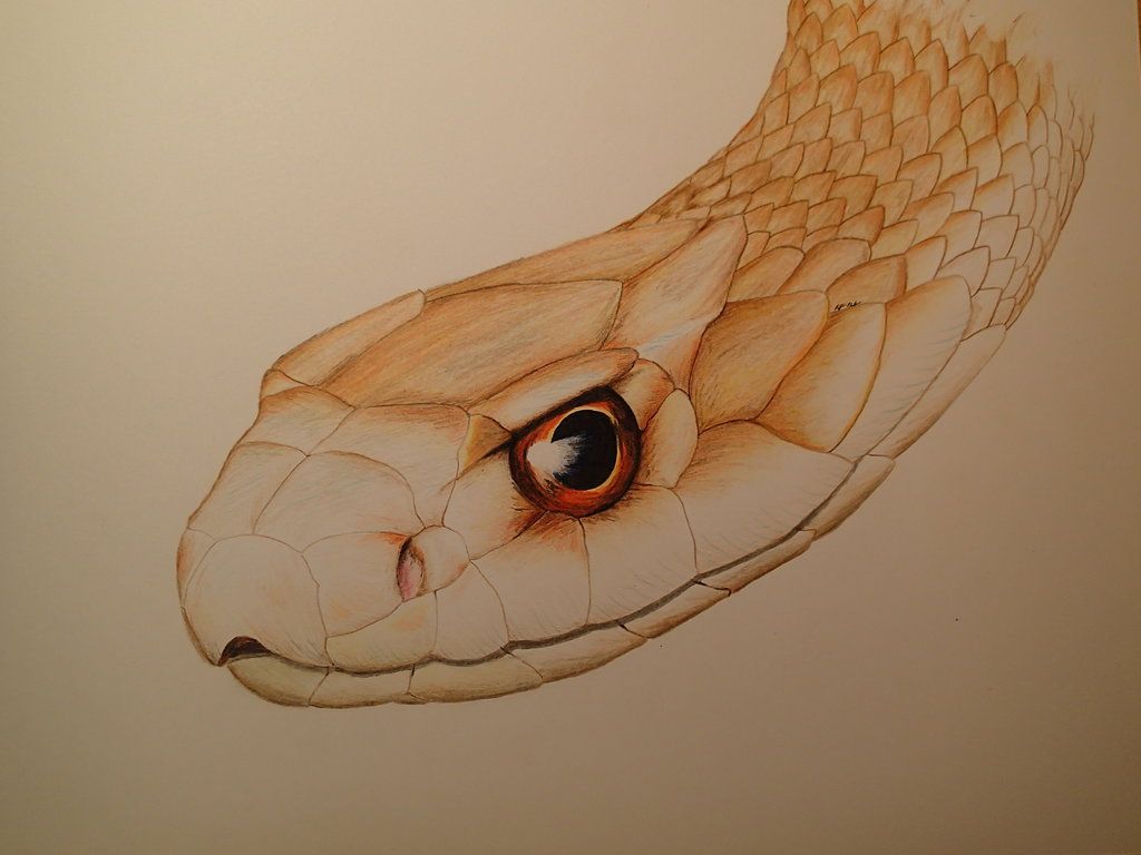 Coastal Taipan scutellatus. Snake drawing, Corn snake, Snake