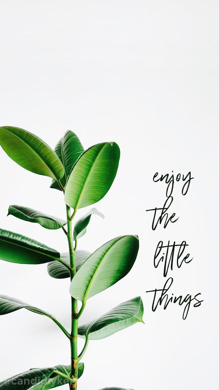 Enjoy the little things Be kind Quotes. Leaves wallpaper iphone, Leaf quotes, September wallpaper