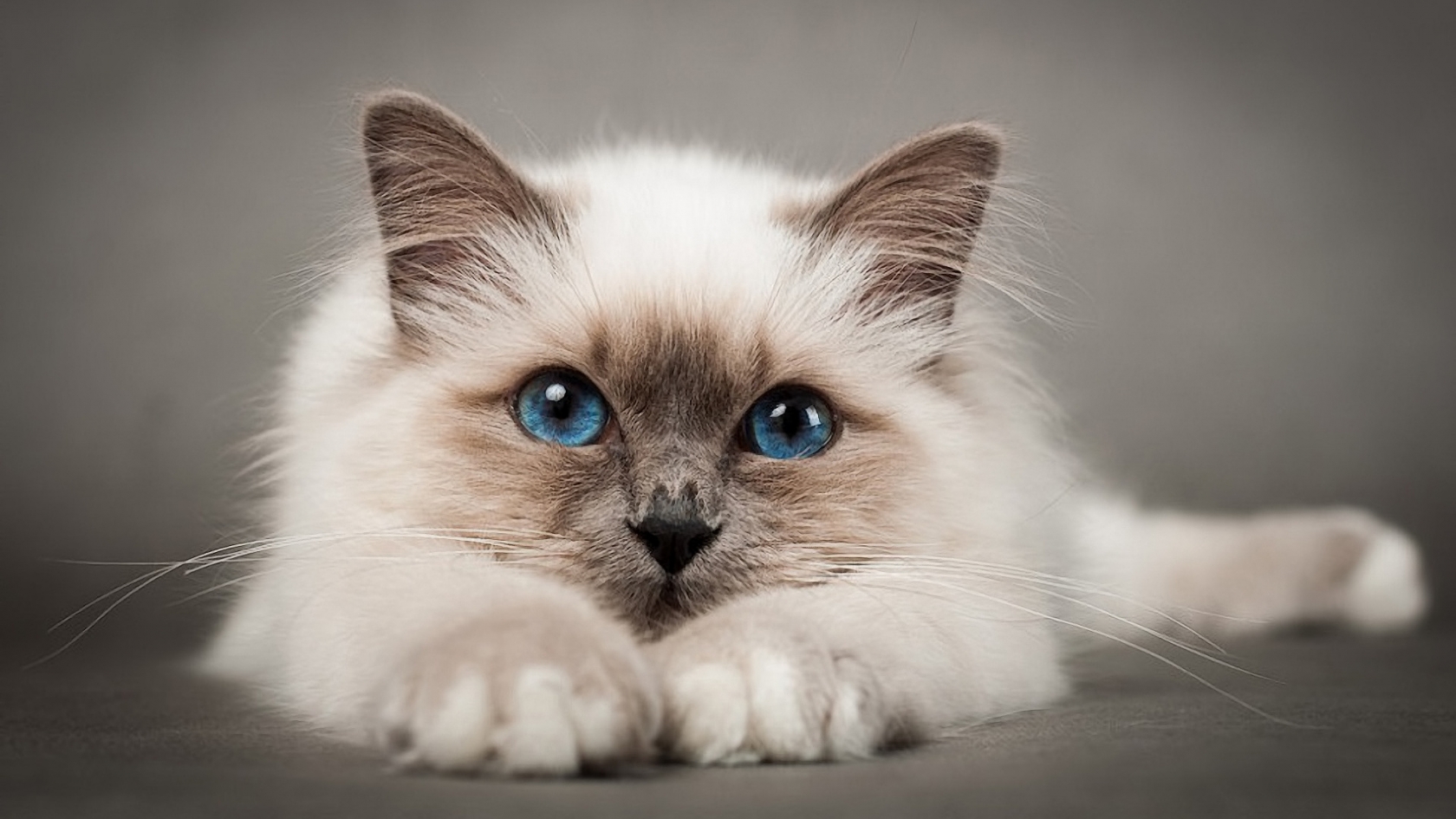 Lovable Birman Cat HD Wallpaper