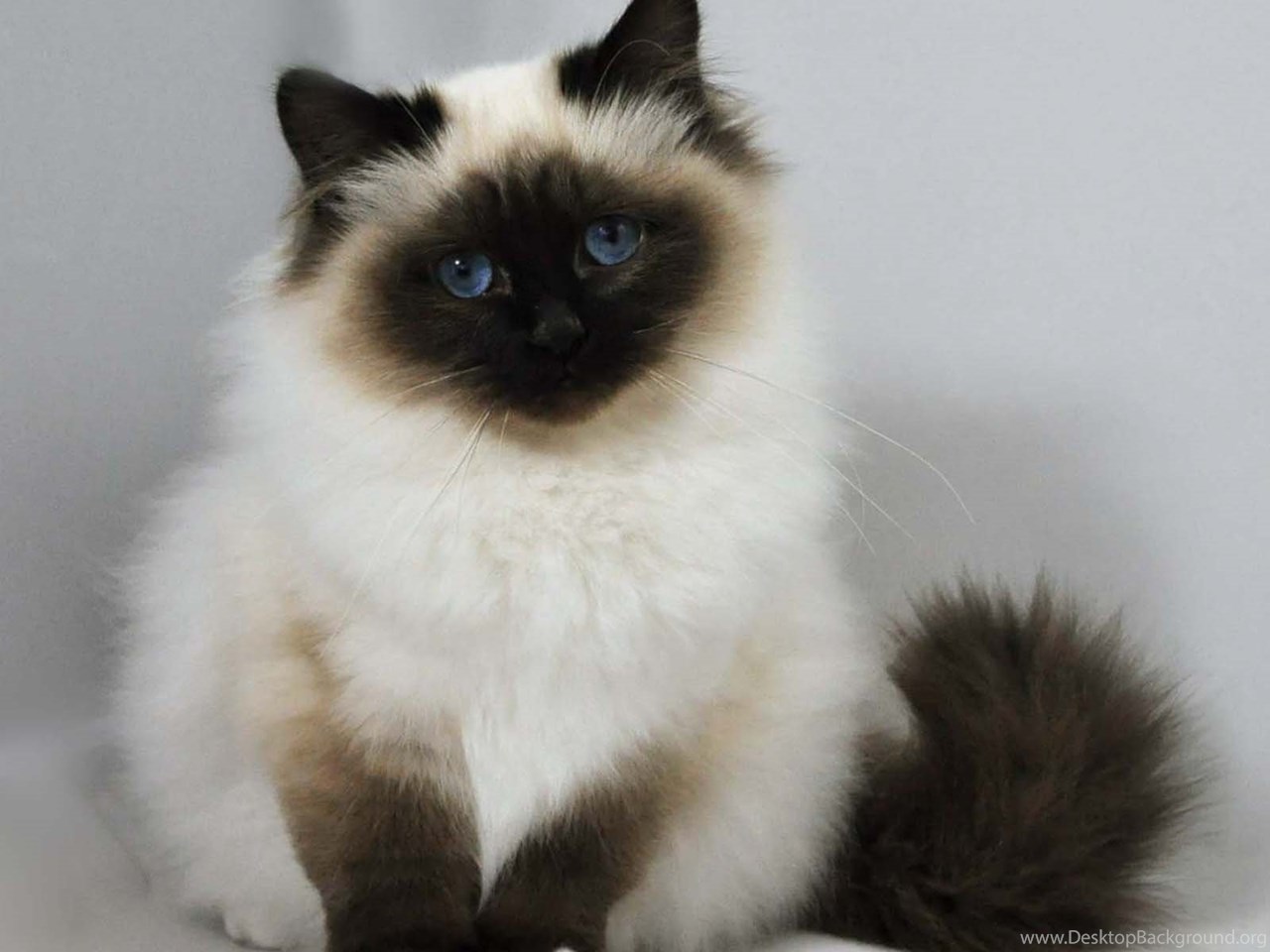 Birman Cat Wallpaper Desktop Background