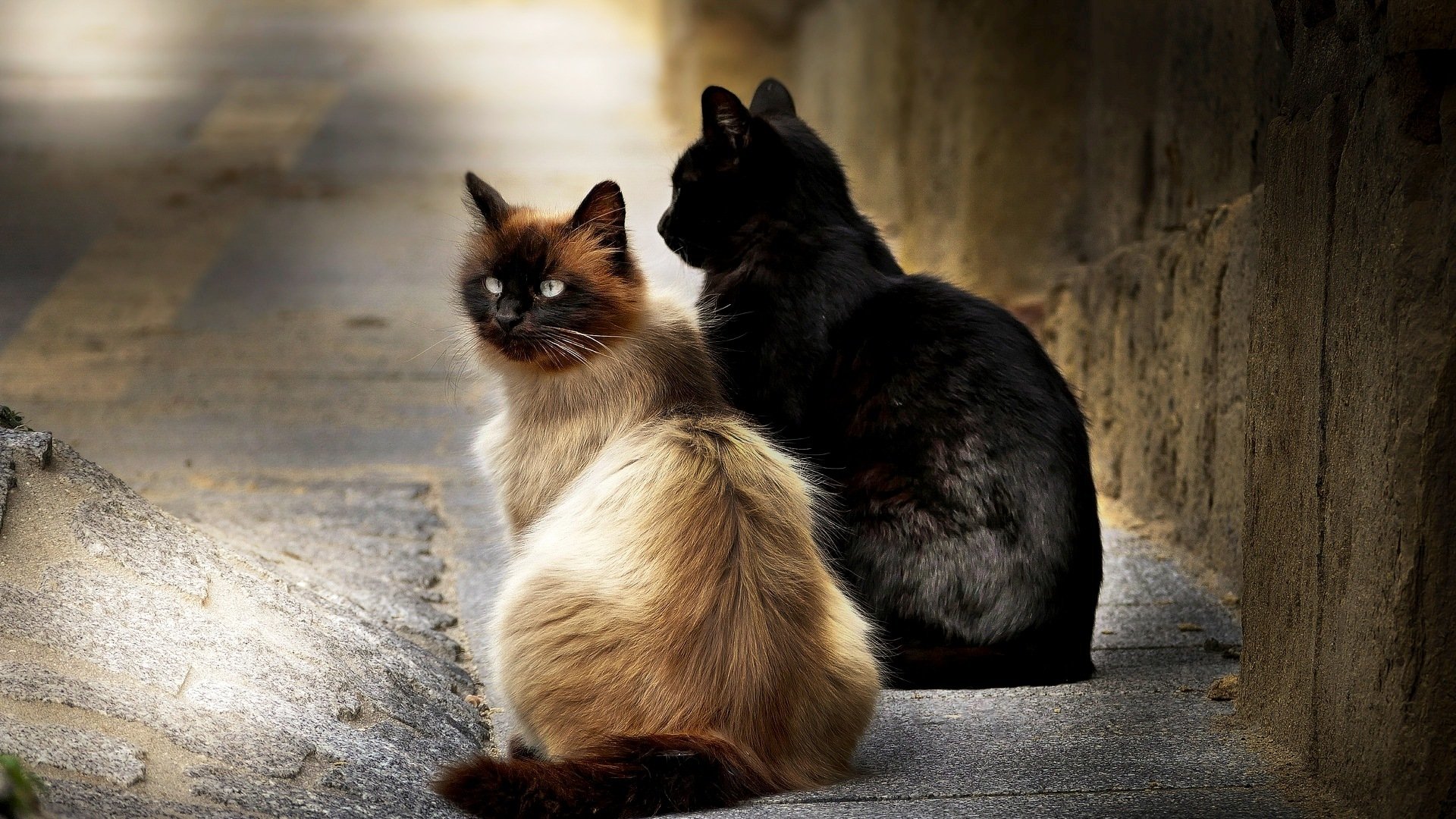 Birman Cat Wallpapers - Wallpaper Cave