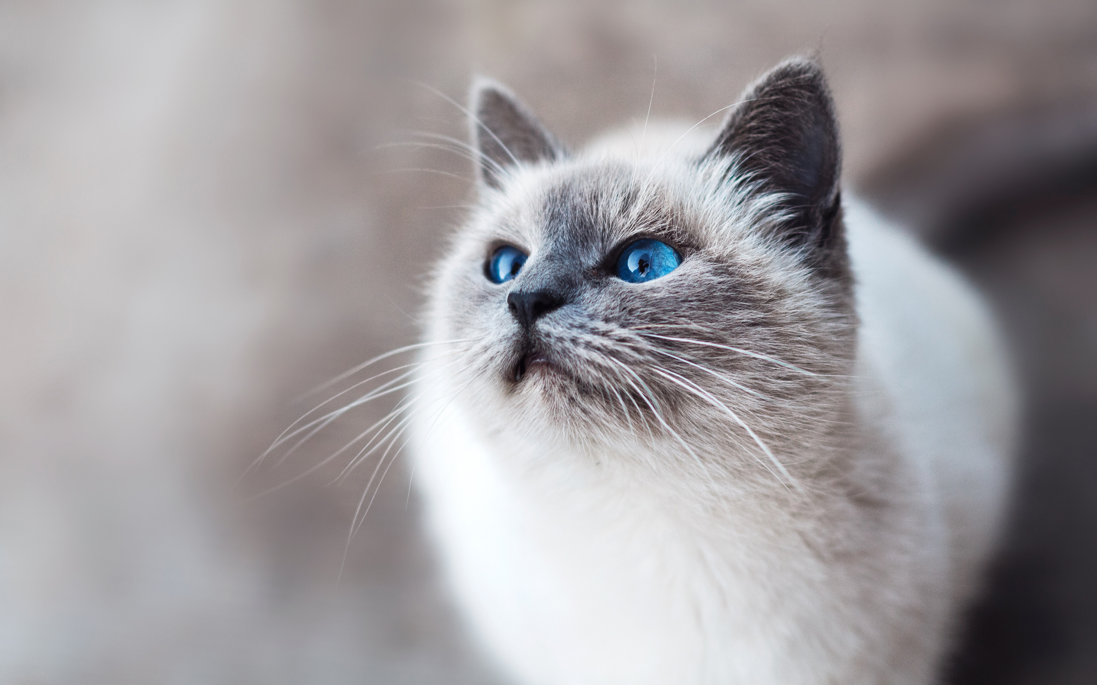Download wallpaper Birman Cat, 4k, muzzle, pets, blue eyes, Birman, cats, Birmans for desktop with resolution 3840x2400. High Quality HD picture wallpaper
