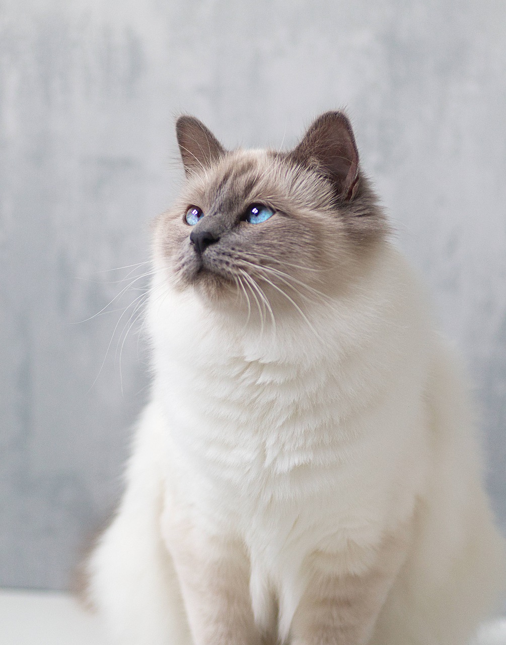 Birman Kitten Cat