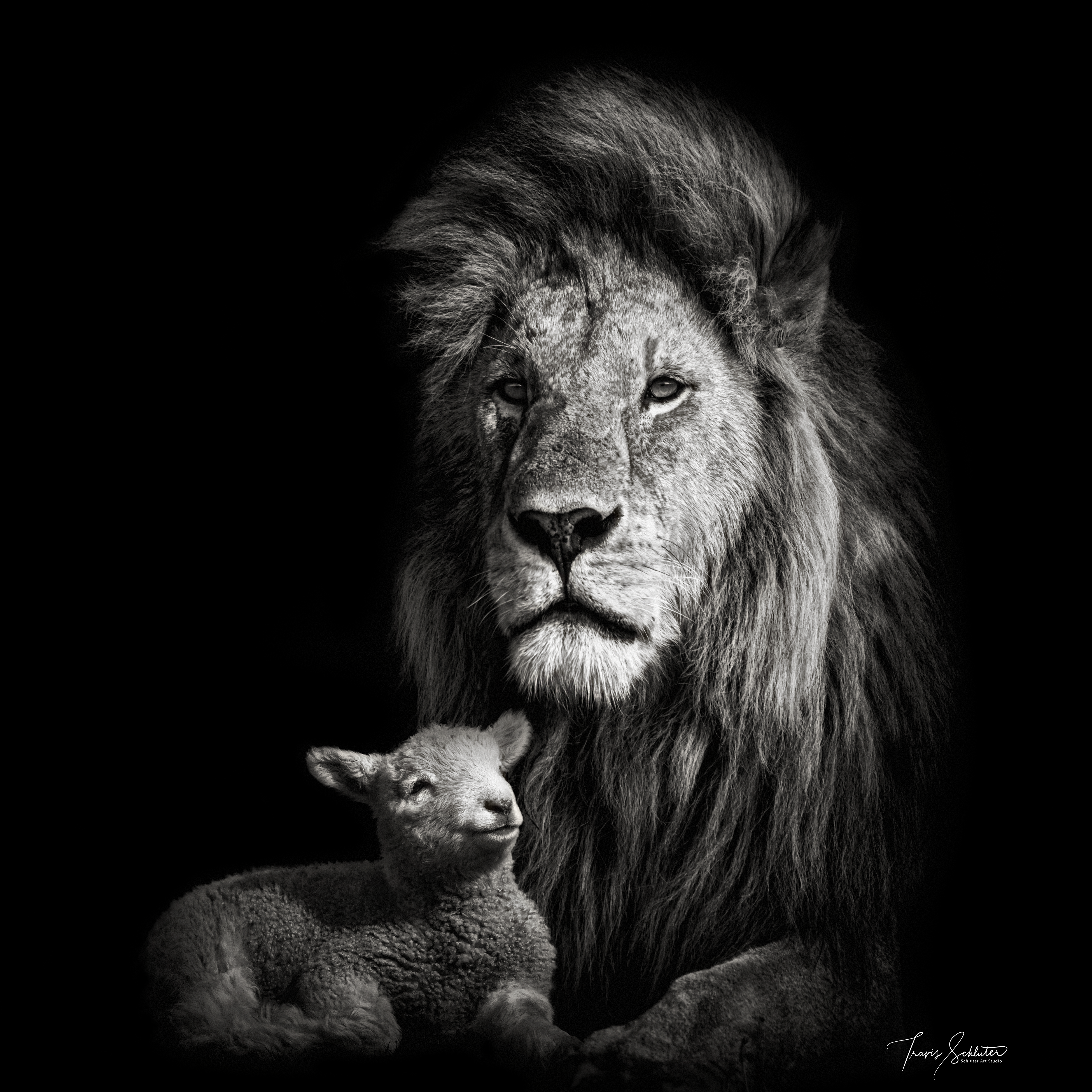 Lion and Lamb Wallpaper Free Lion and Lamb Background