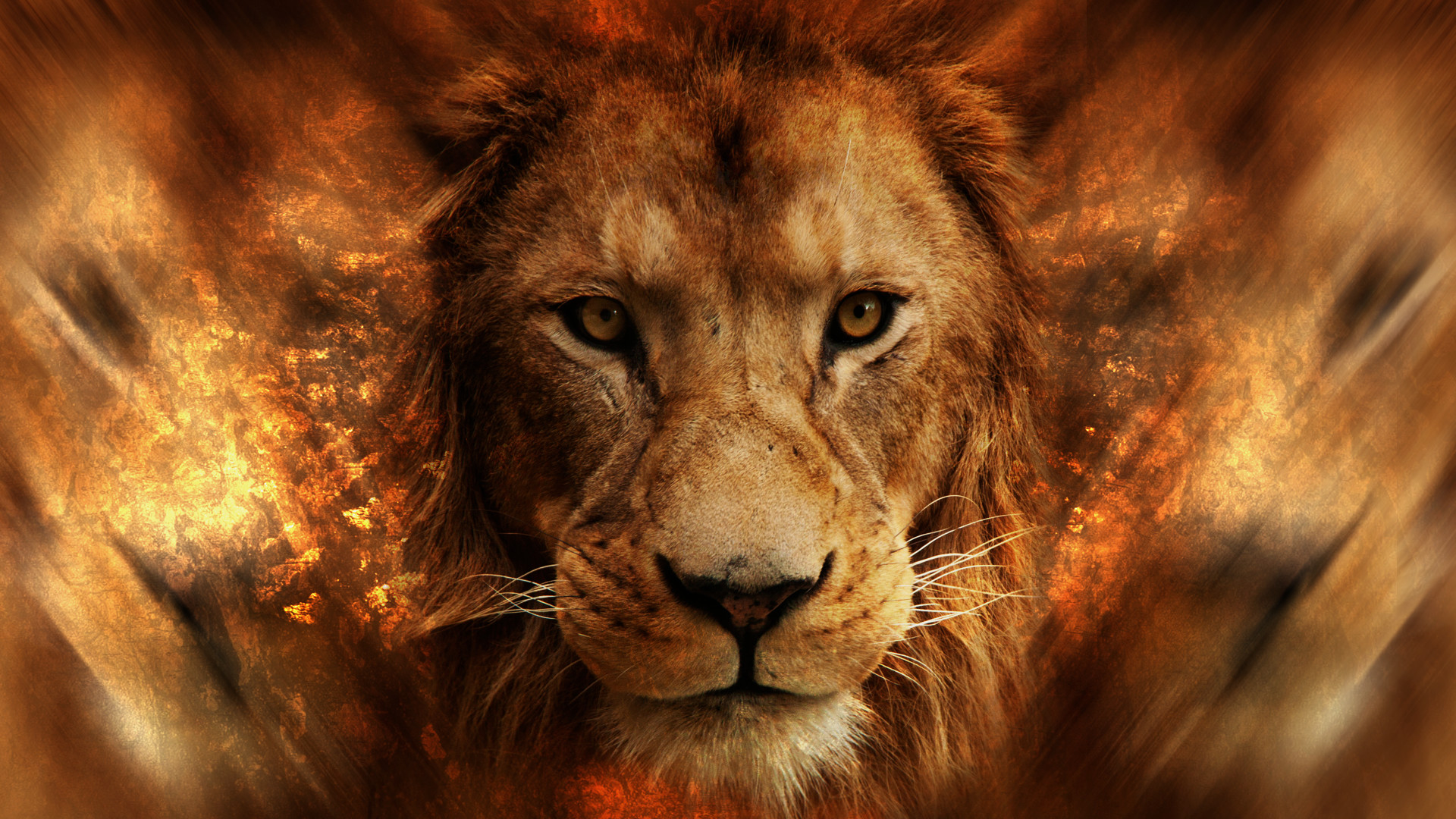 Lion, Animals, Africa And The Lamb Background