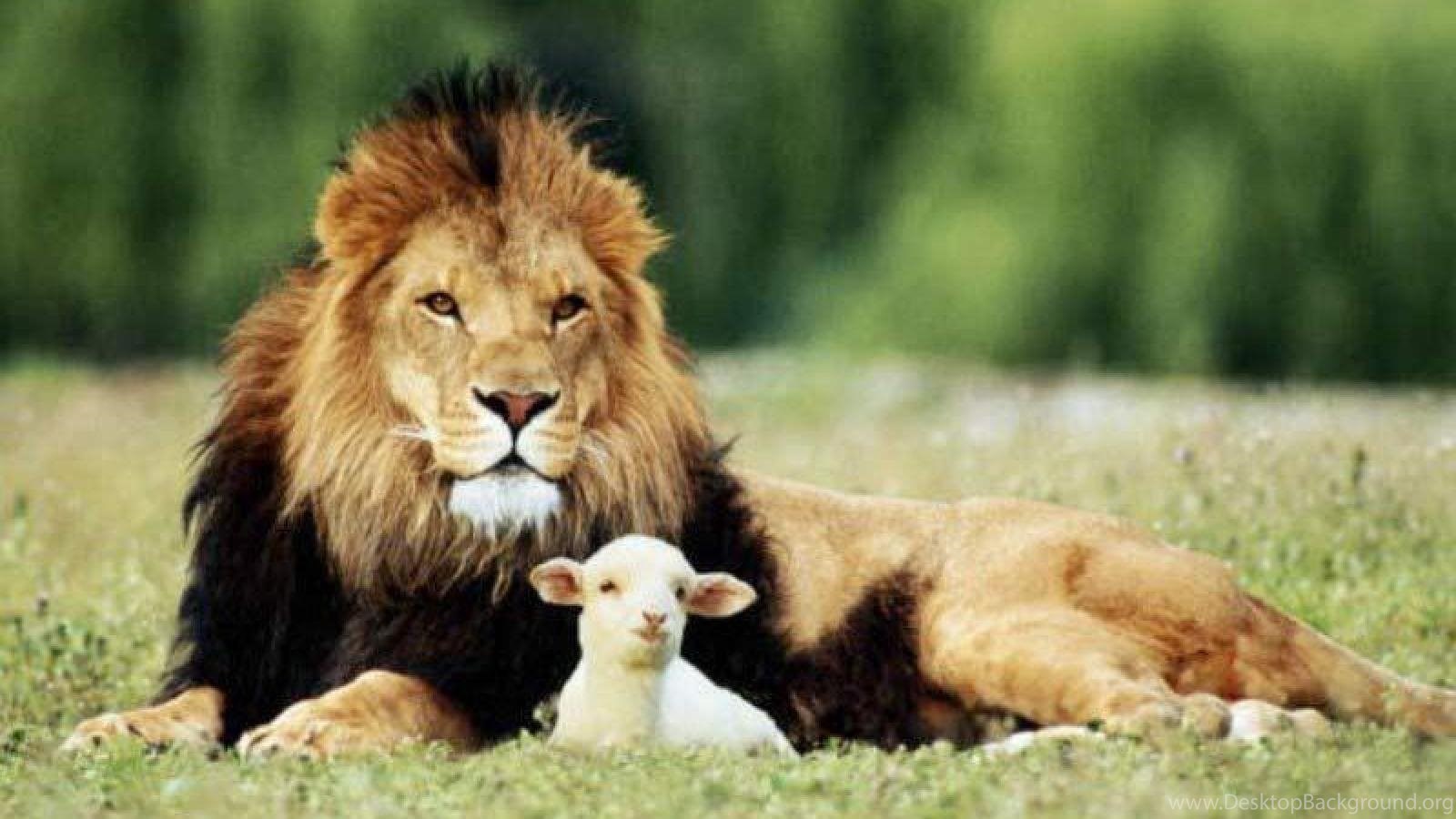 THE LION AND THE LAMB WALLPAPER Desktop Background