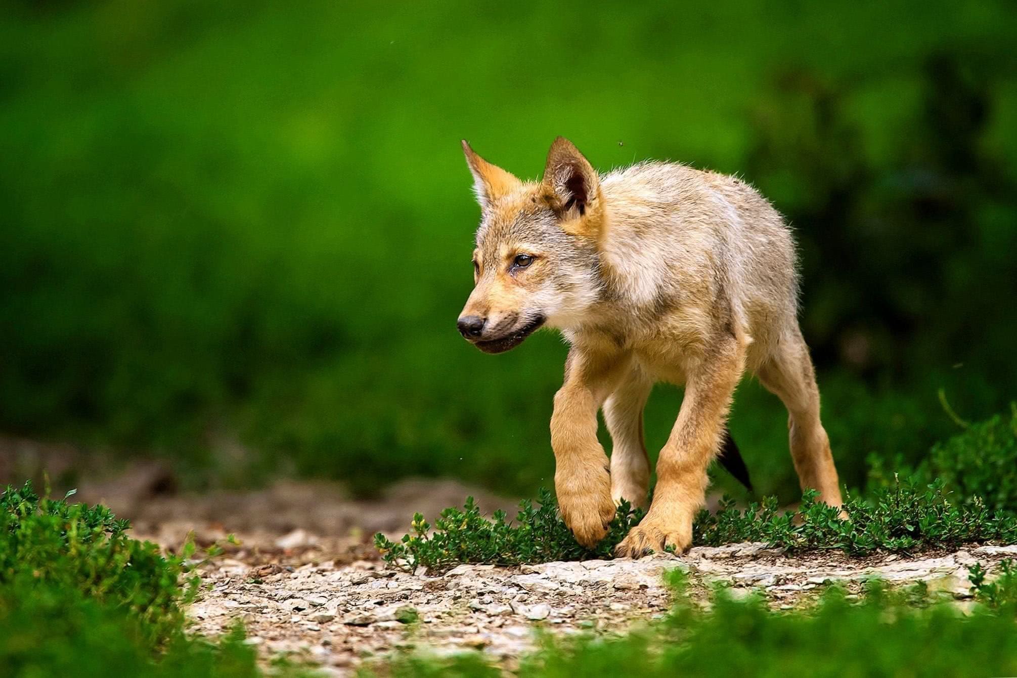 Baby Wolf Wallpaper and HD Background free download on PicGaGa