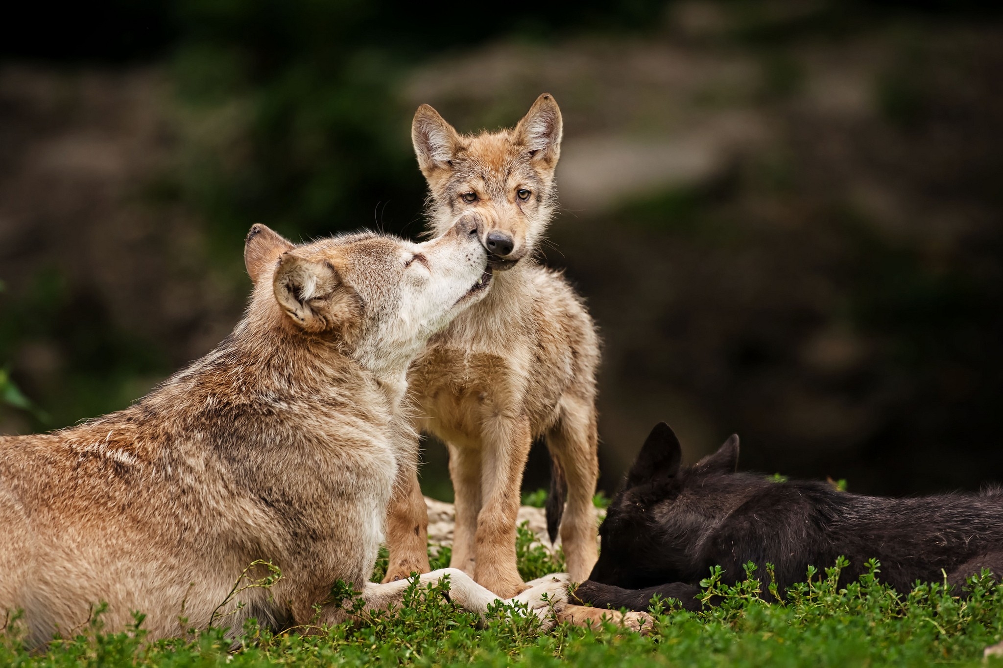 animals affection baby animals wolves High Quality Wallpaper, High Definition Wallpaper